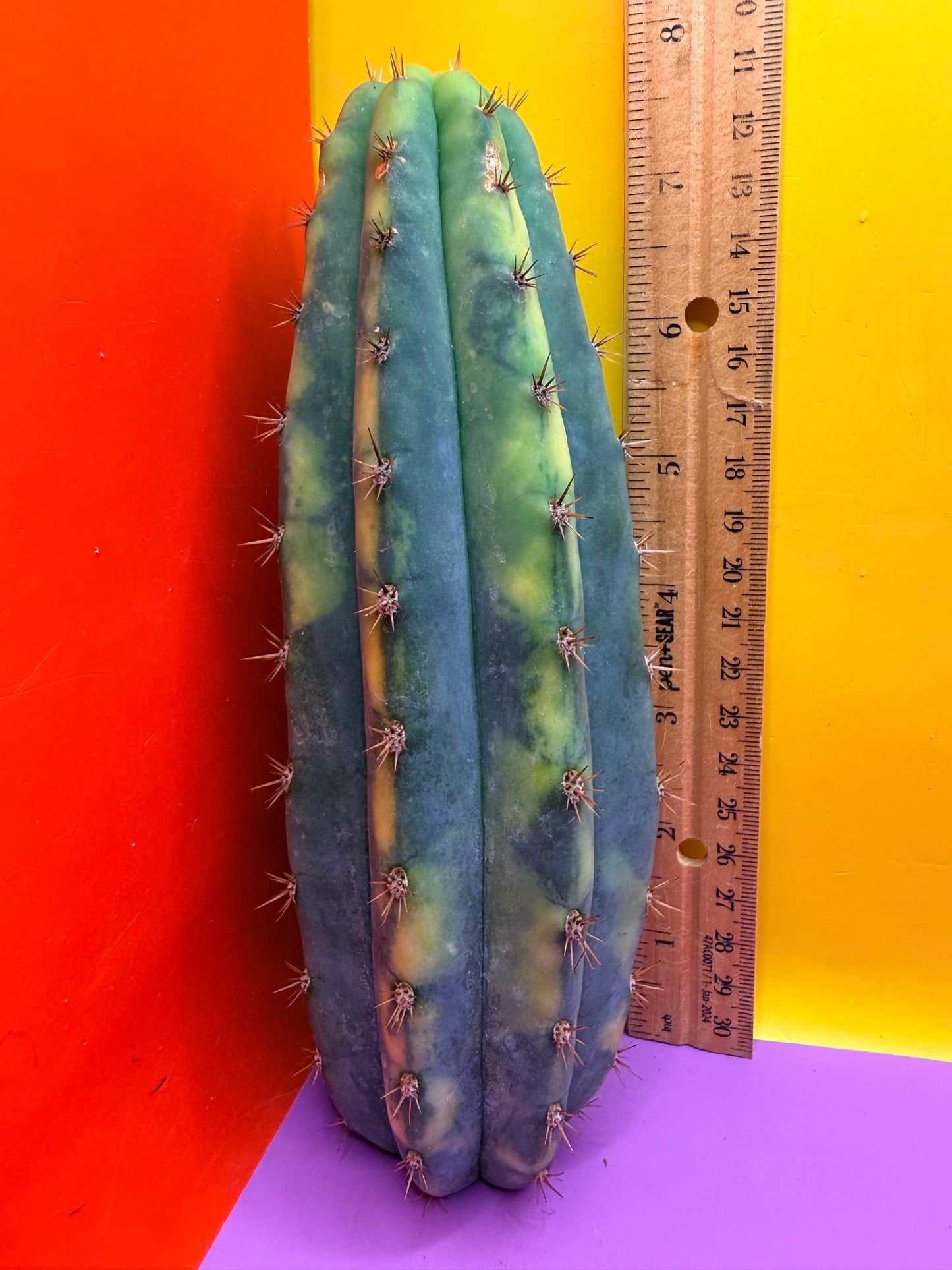 Varigated San Pedro !