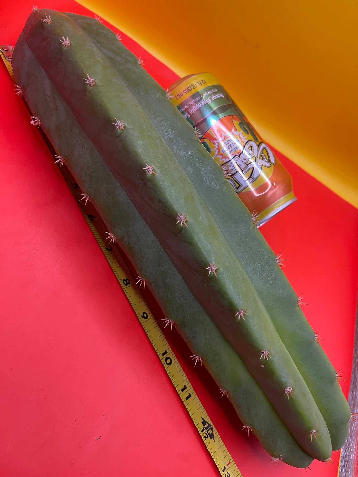 Large 11”-14” San Pedro cactus ! Fresh cut on may 21