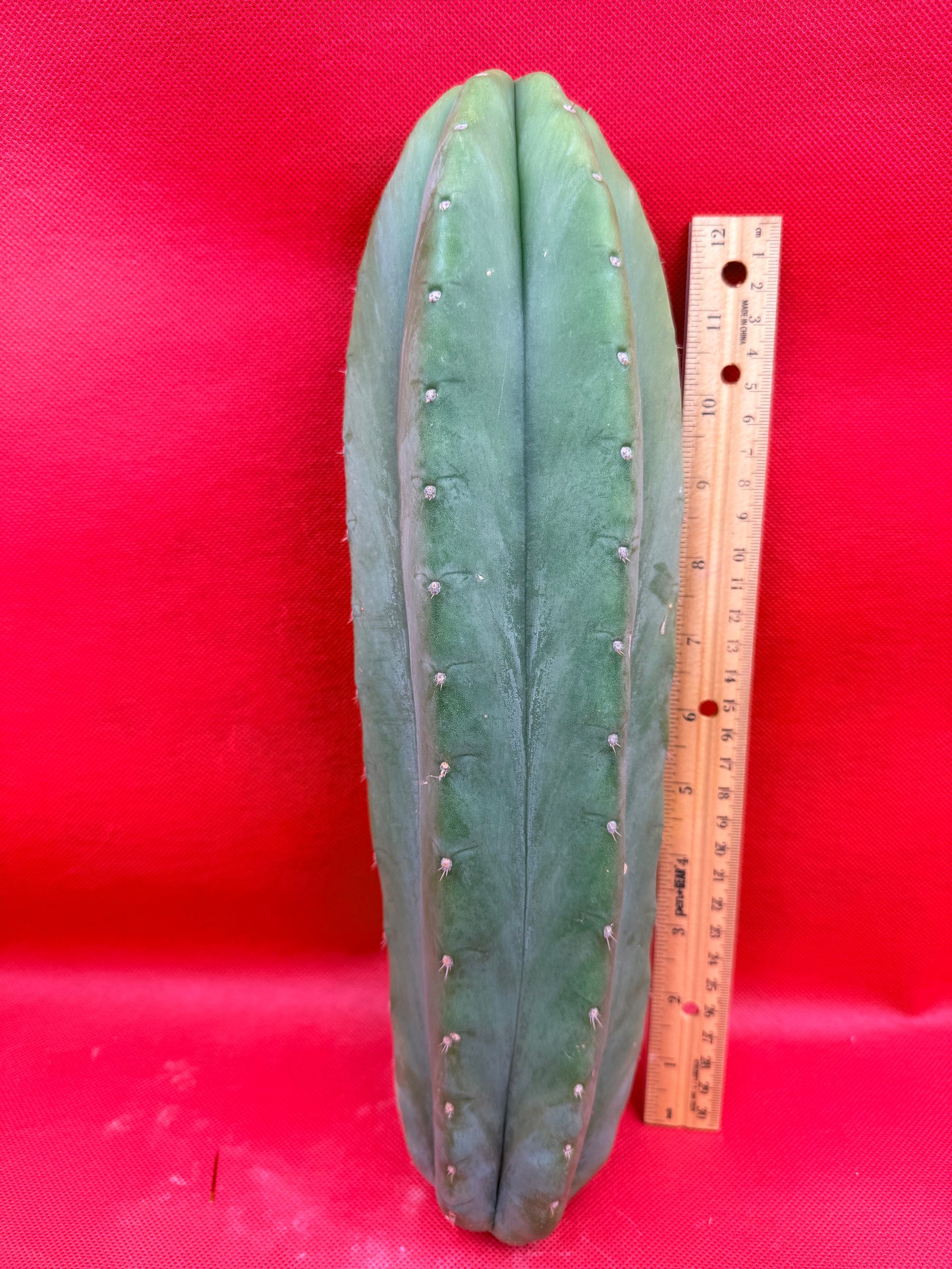 Cahuilla 4” thick !