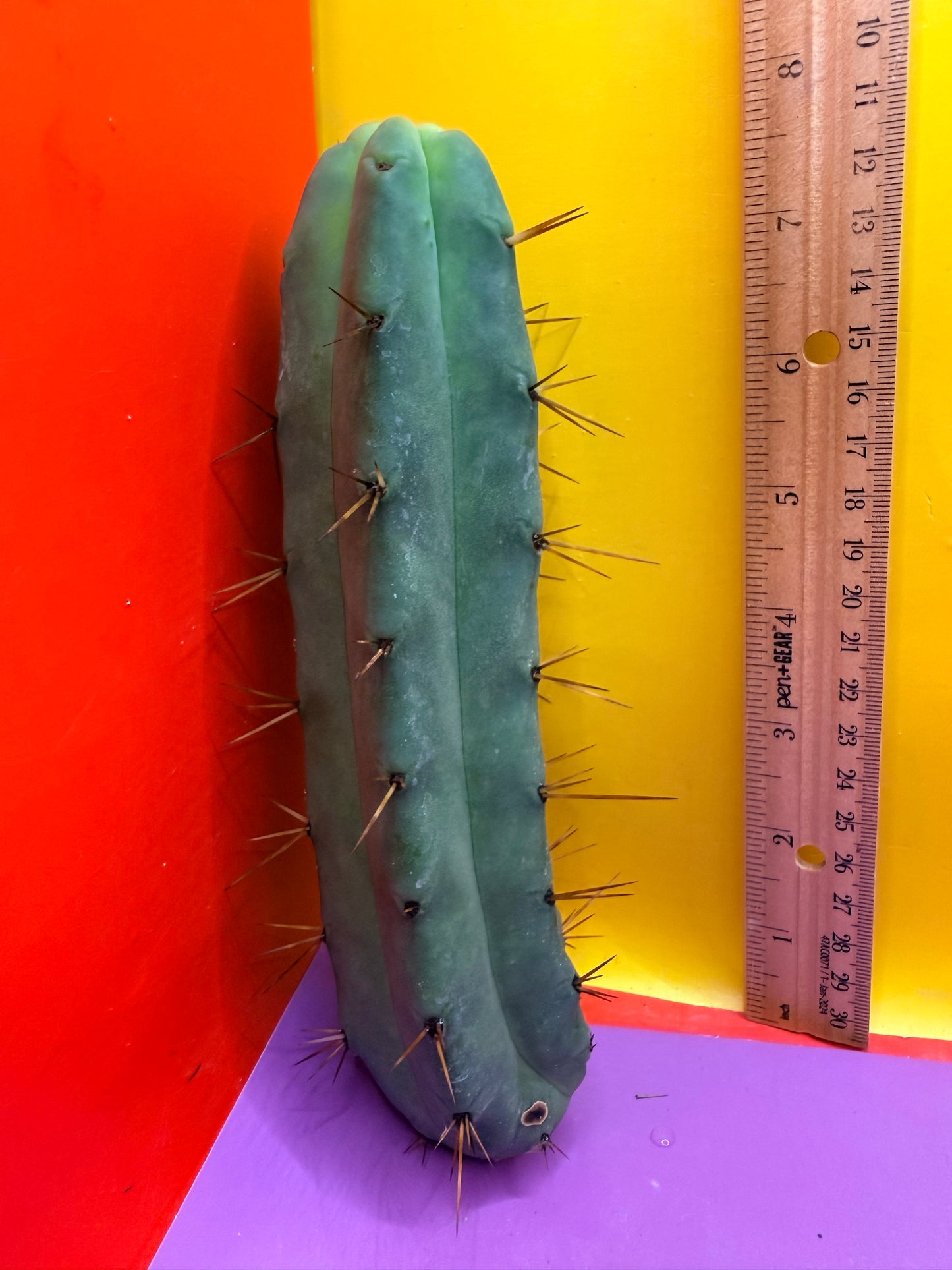 Jiimz Twin Spine !