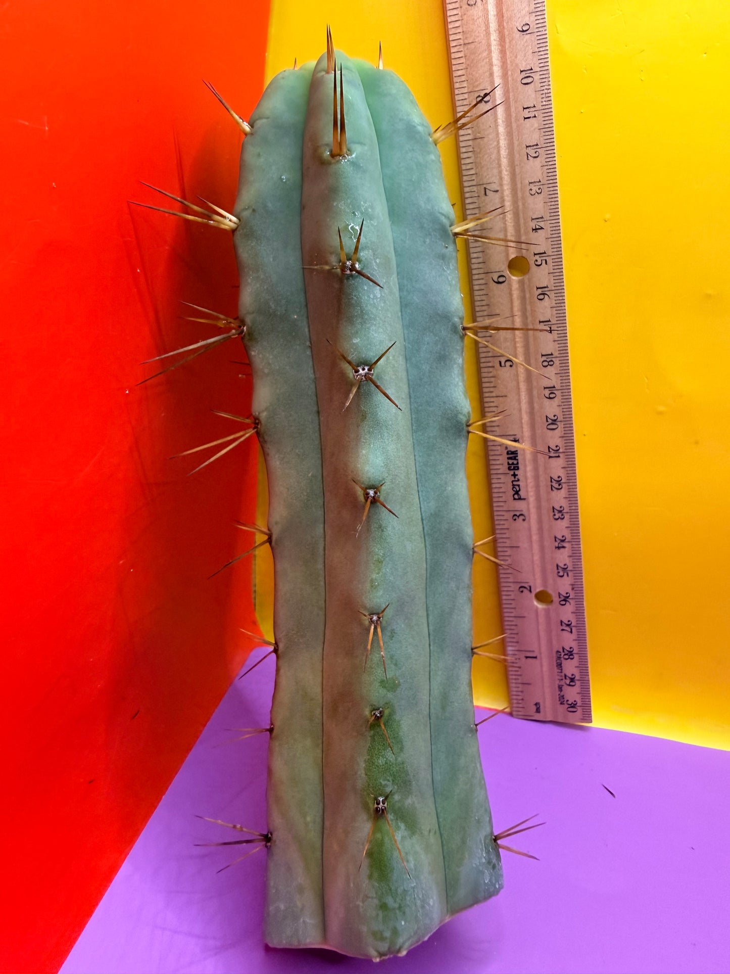 Jiimz Twin spine - this exact one pictured