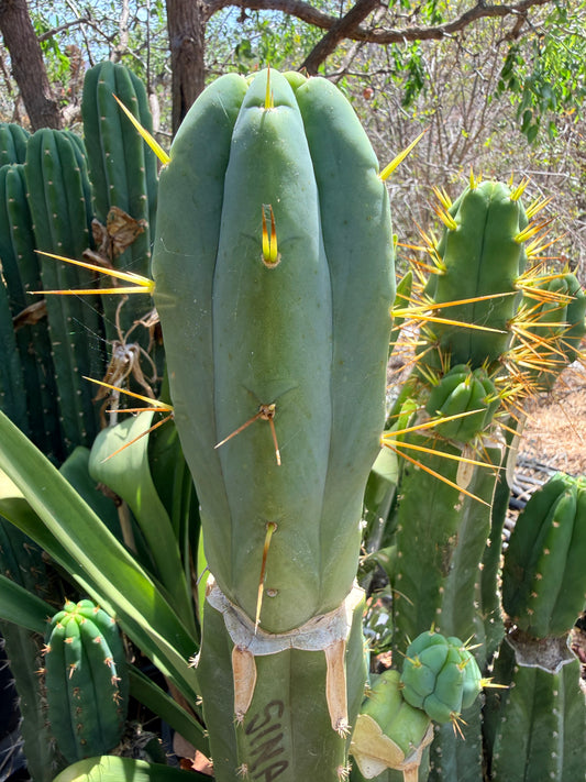 Custom cactus order for Greg