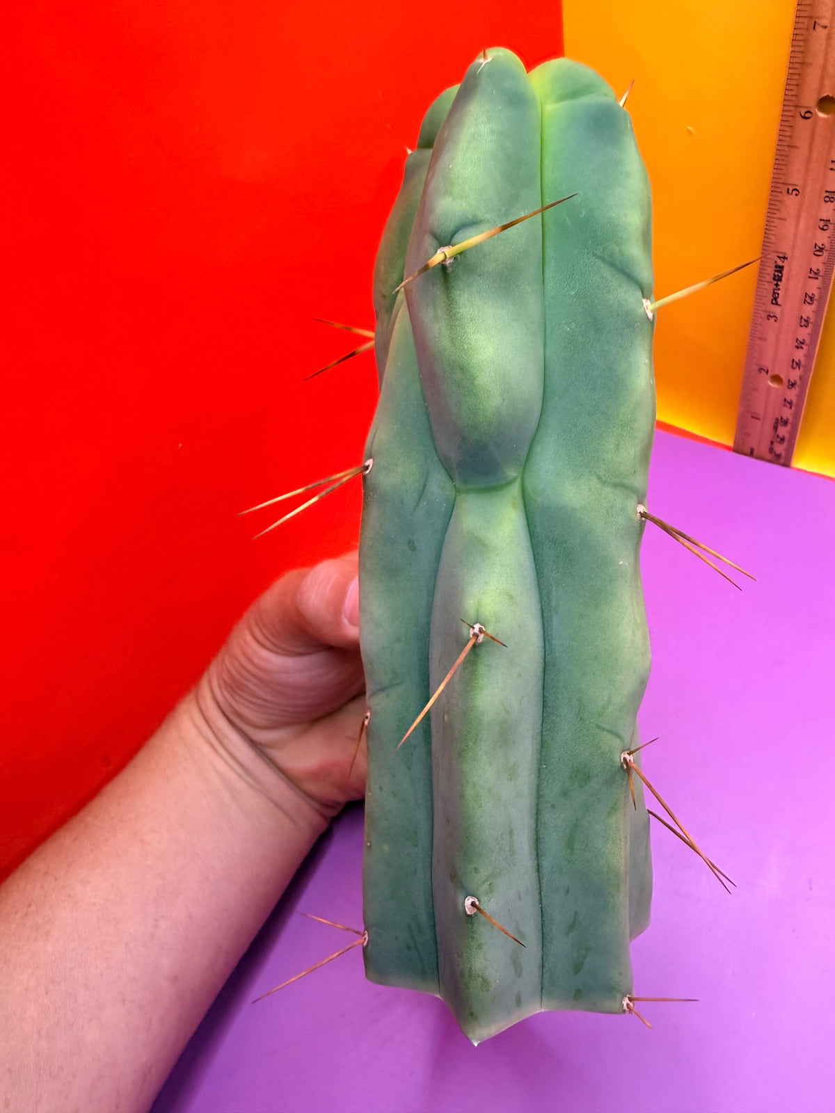 4 Wind Bridgesii “LMA” La Mirada Angelo