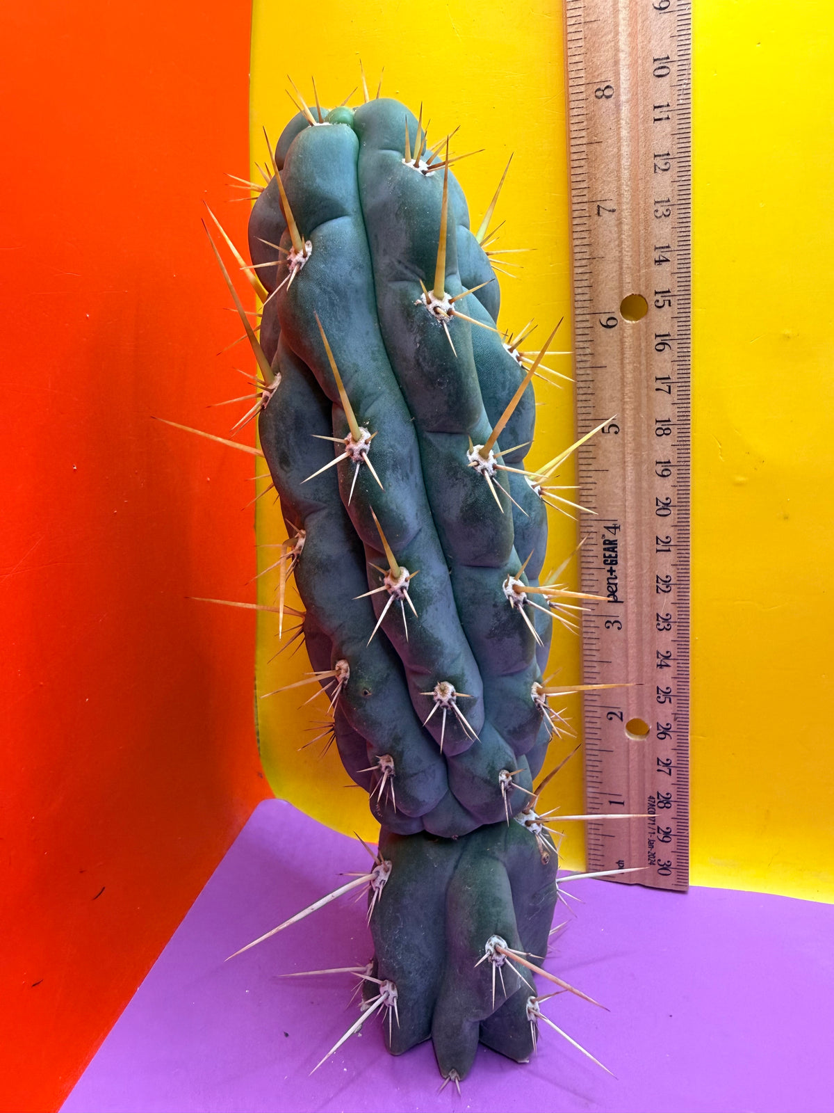 SSO3 Trichocereus knuthianus