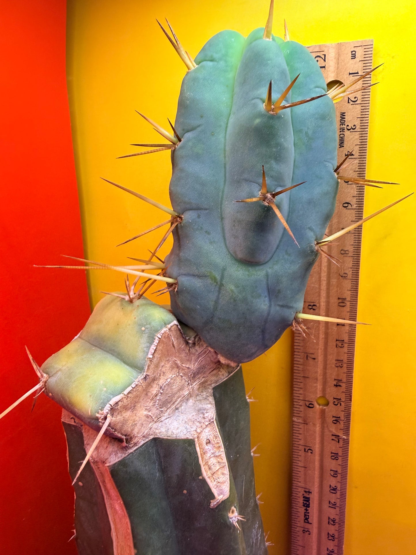 Grafted El Serpieñté