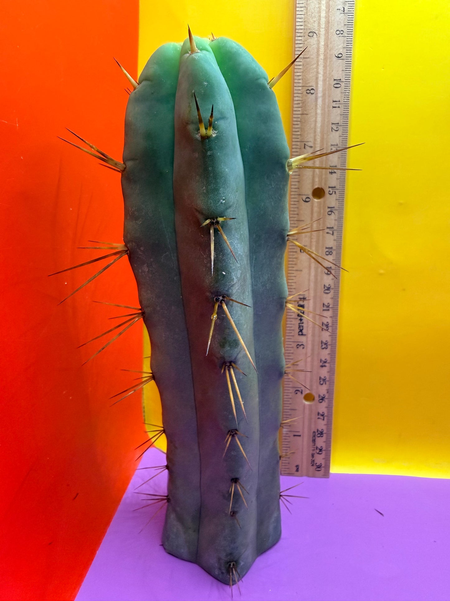 Jiimz Twin spine - this exact one pictured