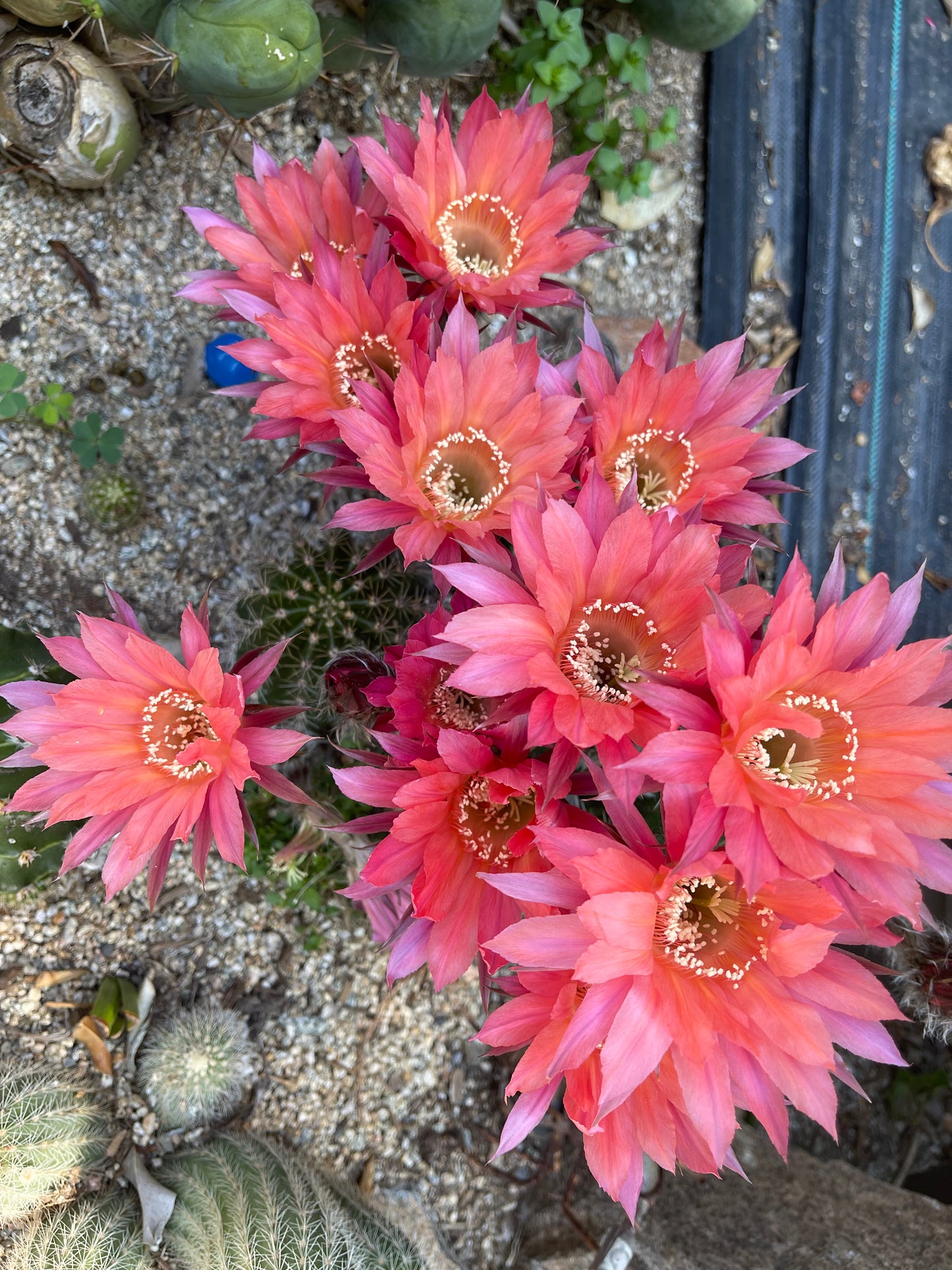 FREE - Salmon queen cactus seeds