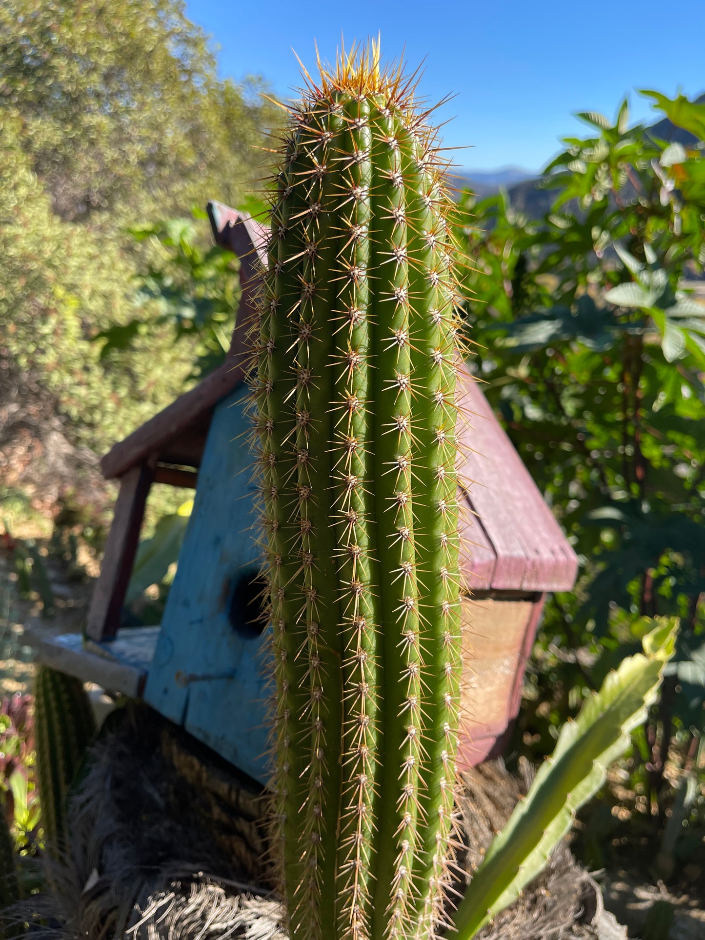 Trichocereus  Spachianus seeds