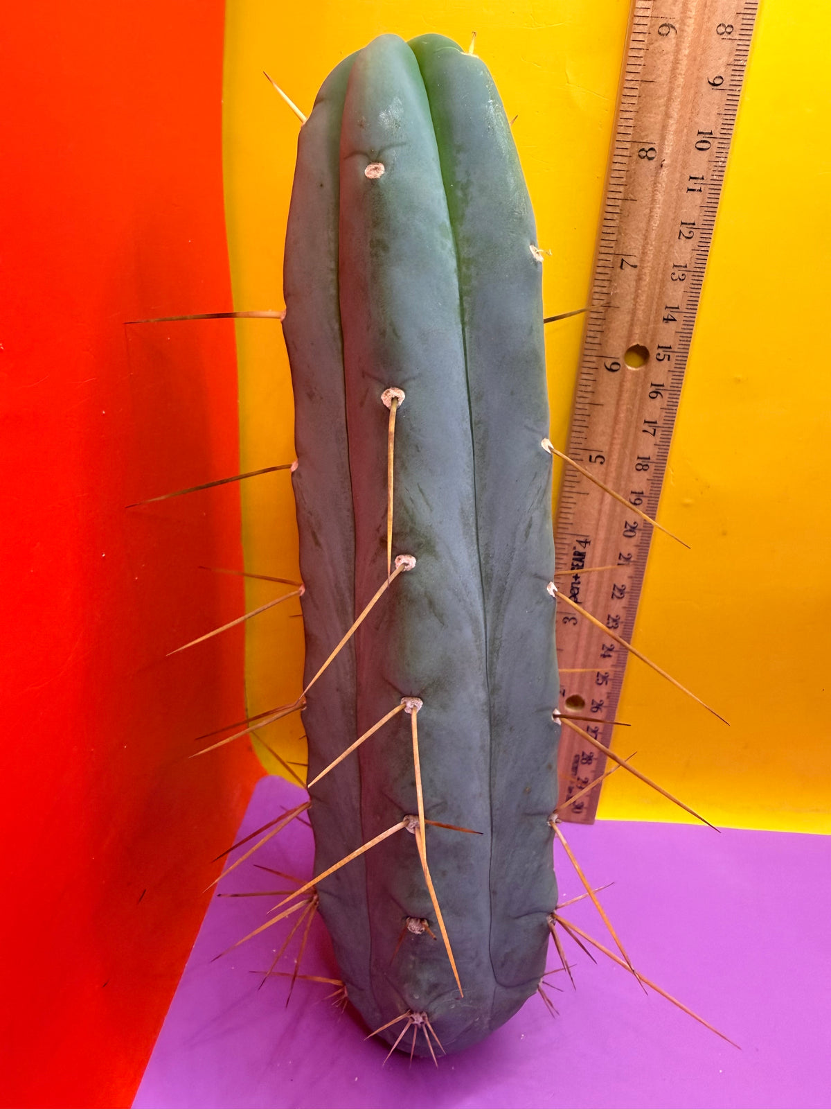 Trichocereus Bridgesii cutting of “DEL DIOS”