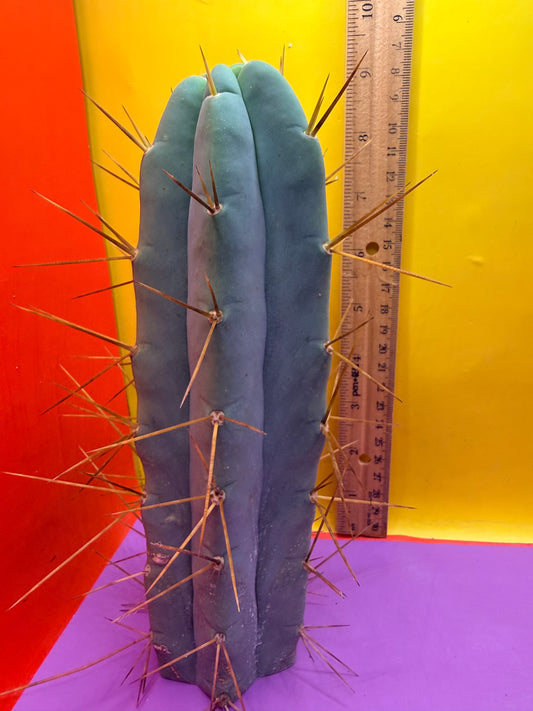 Revert Longform TBM PENISCACTUS !!!