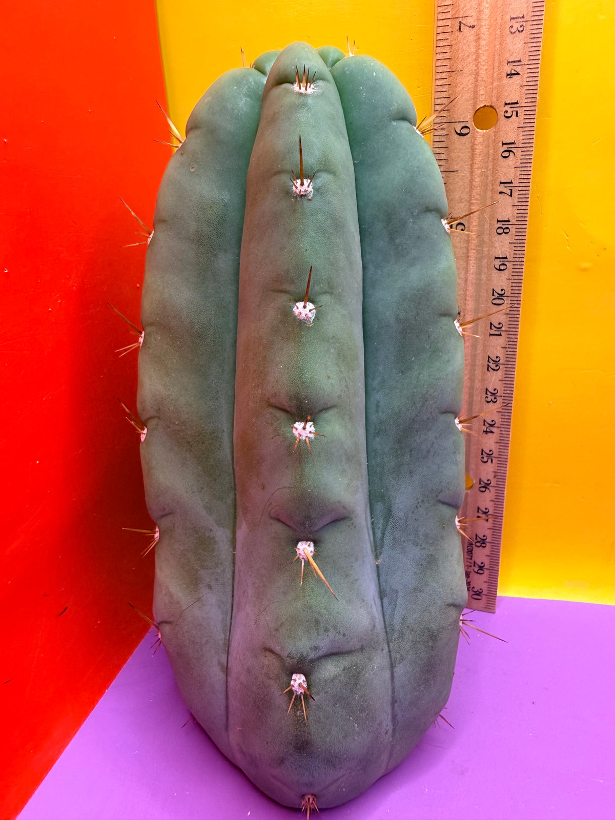 “DON HUAN” Fat huanucoensis over 3” thic !!!