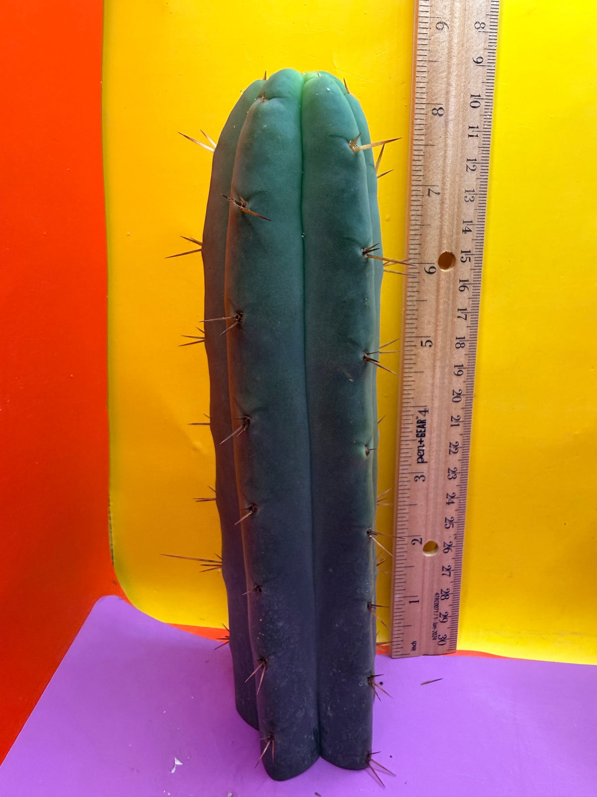 AURORAS GIANT Bridgesii cactus cutting - this exact one