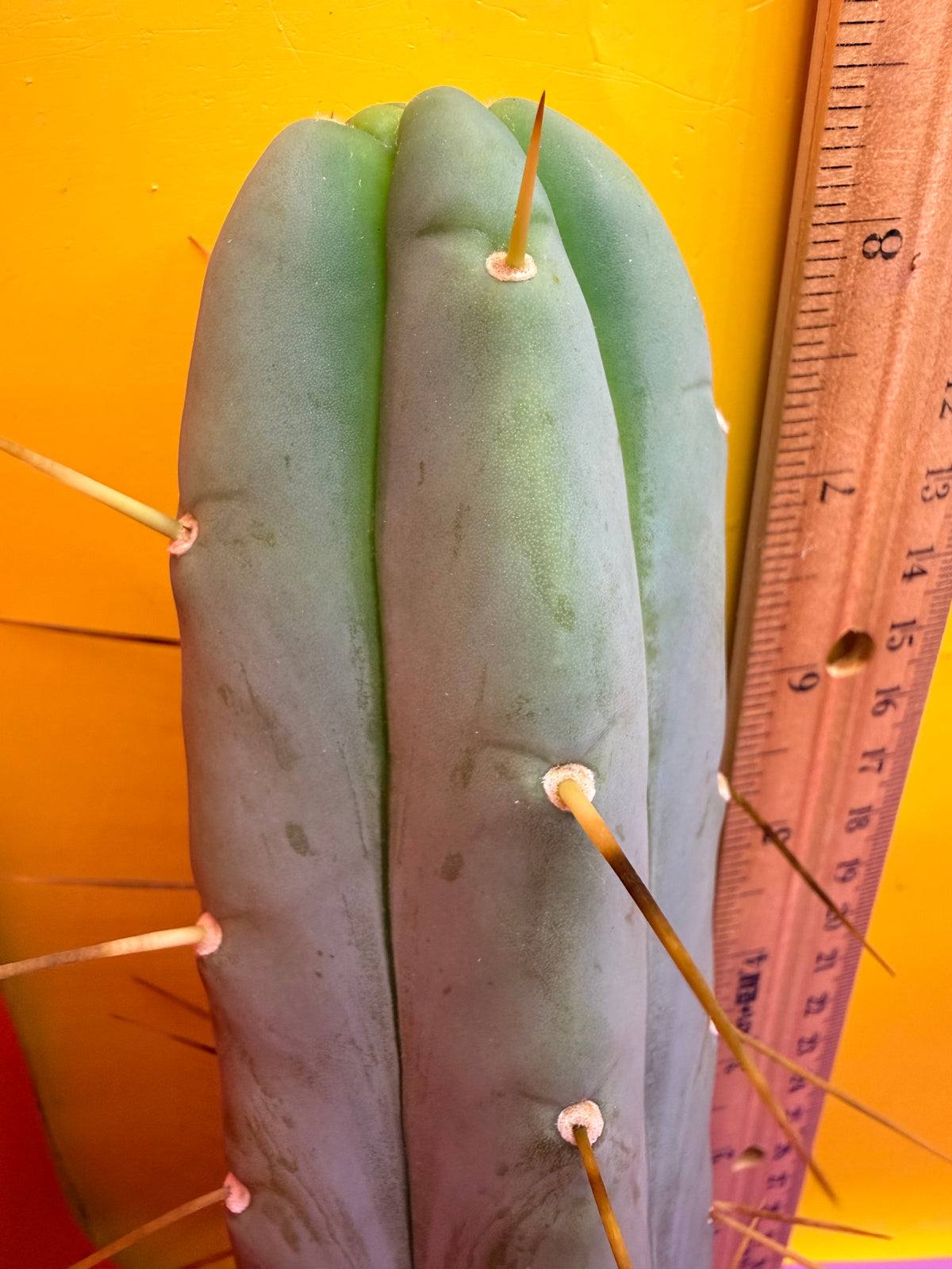 Trichocereus Bridgesii cutting of “DEL DIOS”