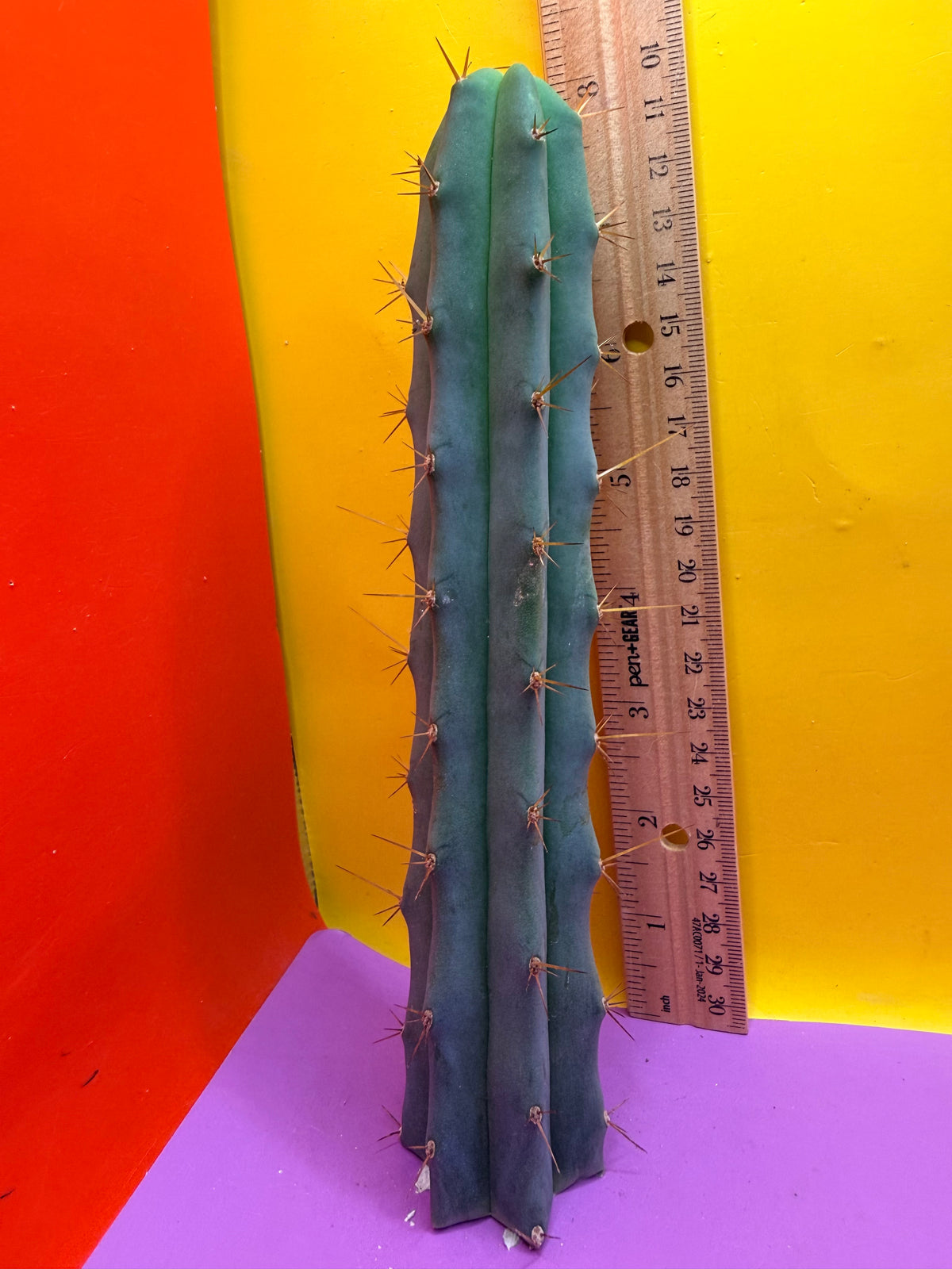 Trichocereus Bridgesii SS02 x Lumberjack !