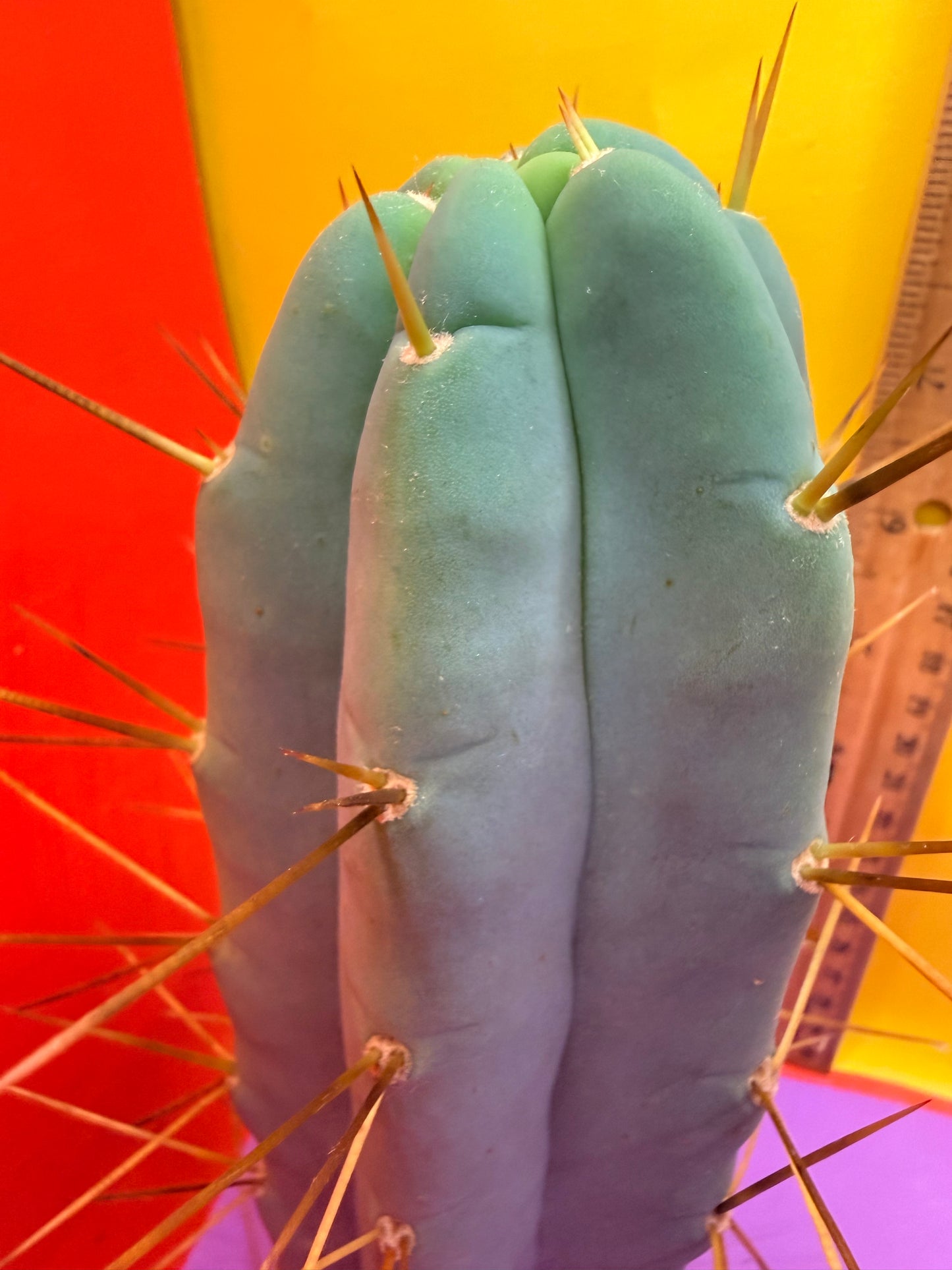 Revert Longform TBM PENISCACTUS !!!