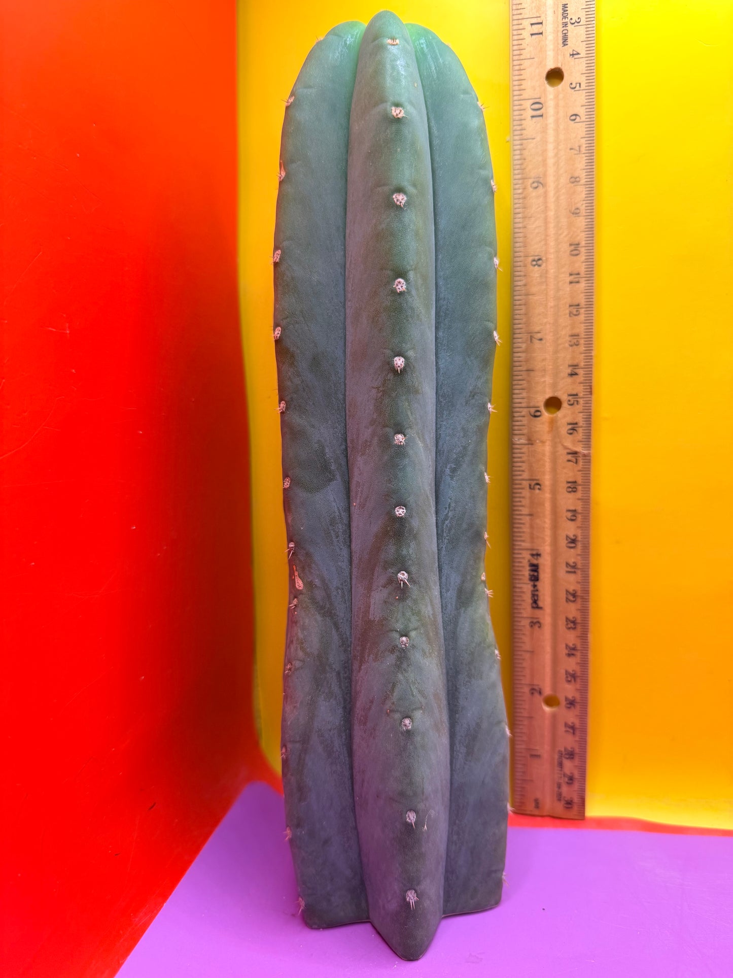 Cahuilla  !