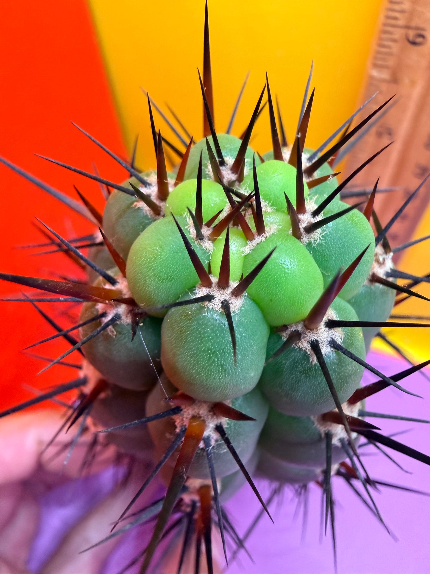 TRICHOCEREUS CHALA !