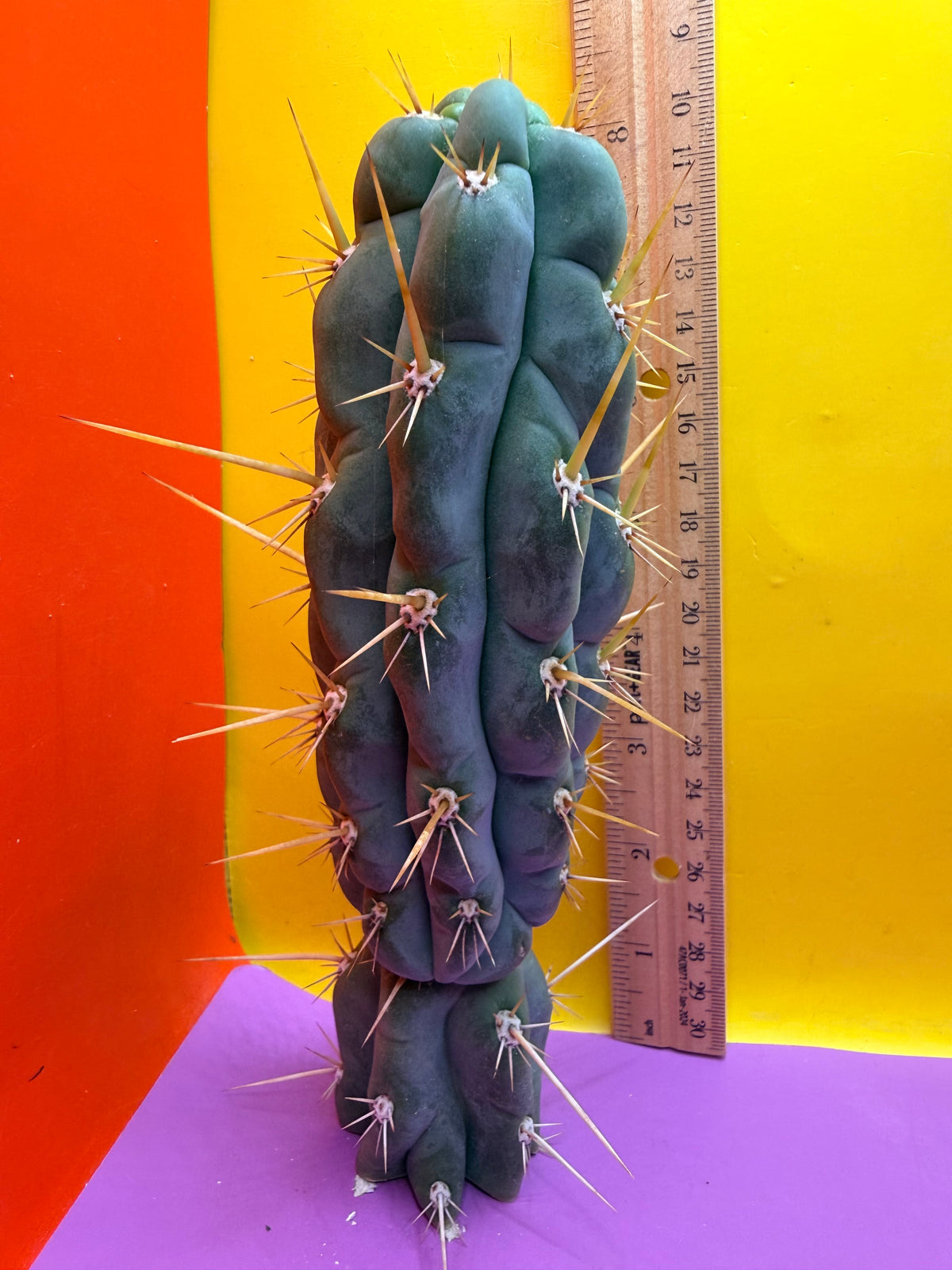 SSO3 Trichocereus knuthianus