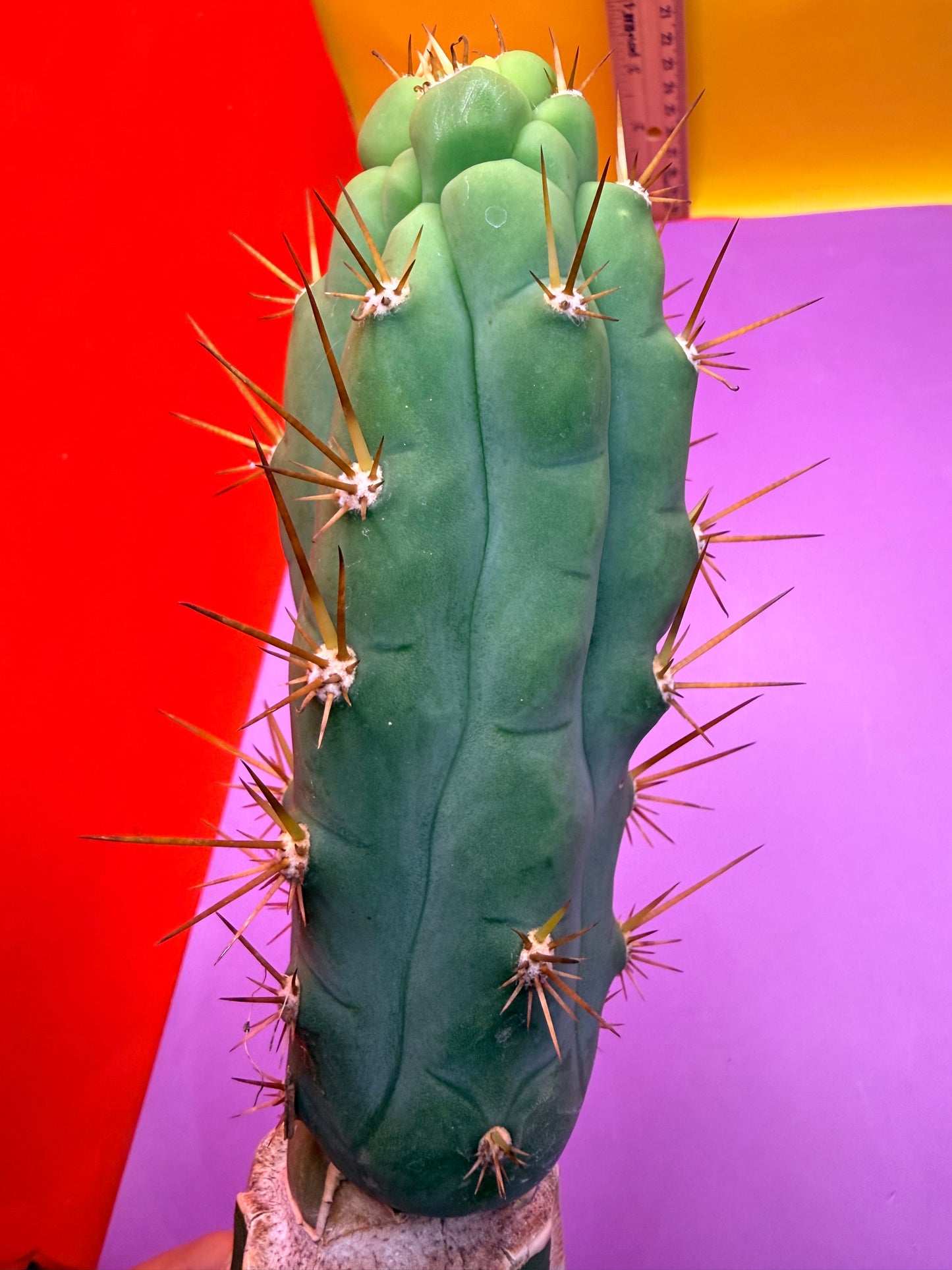 Grafted Bruce’s Dragon