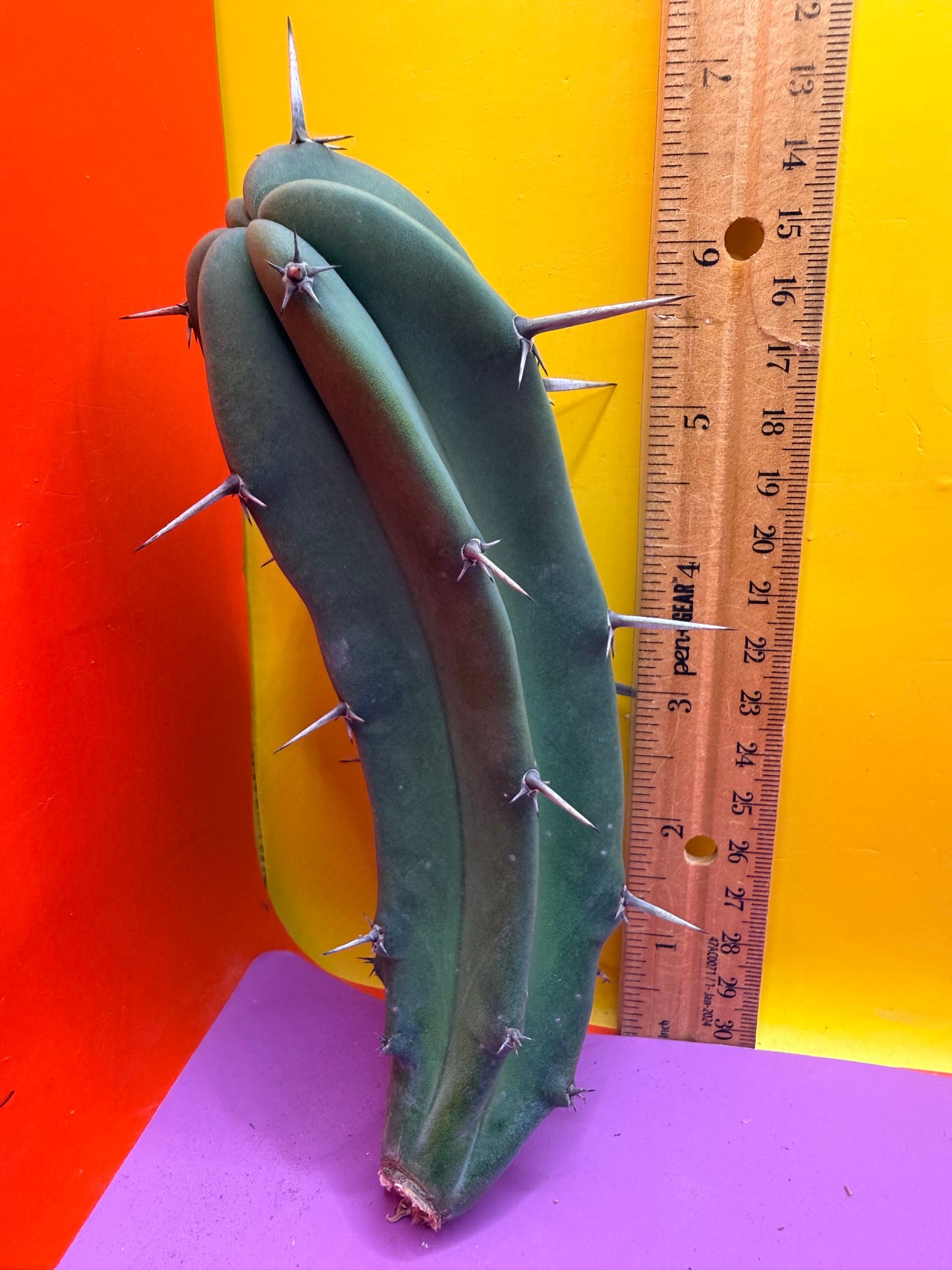Myrtillocactus geometrizans