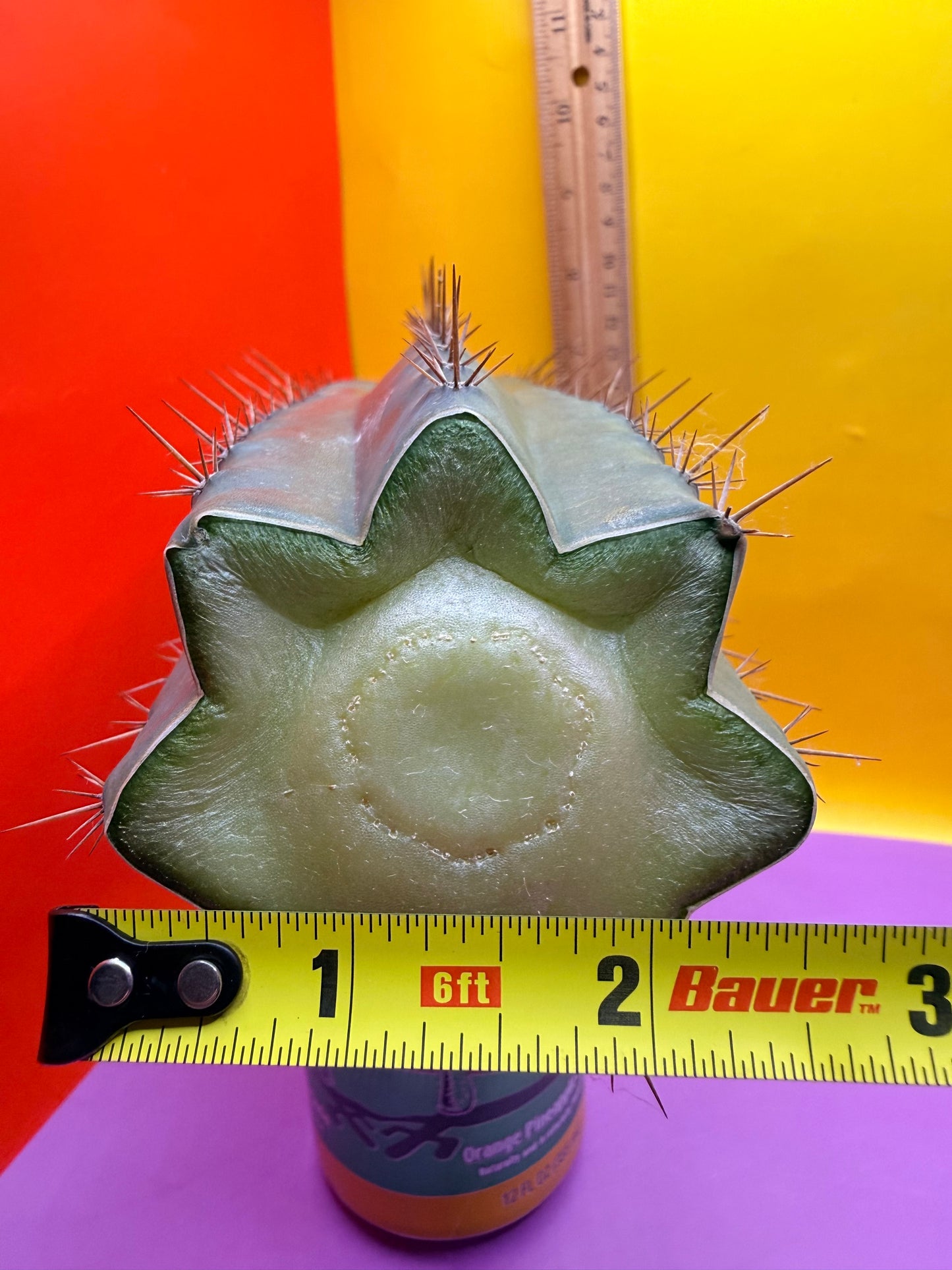 “RC’s T.P. 🧻”  trichocereus peruvianus !!