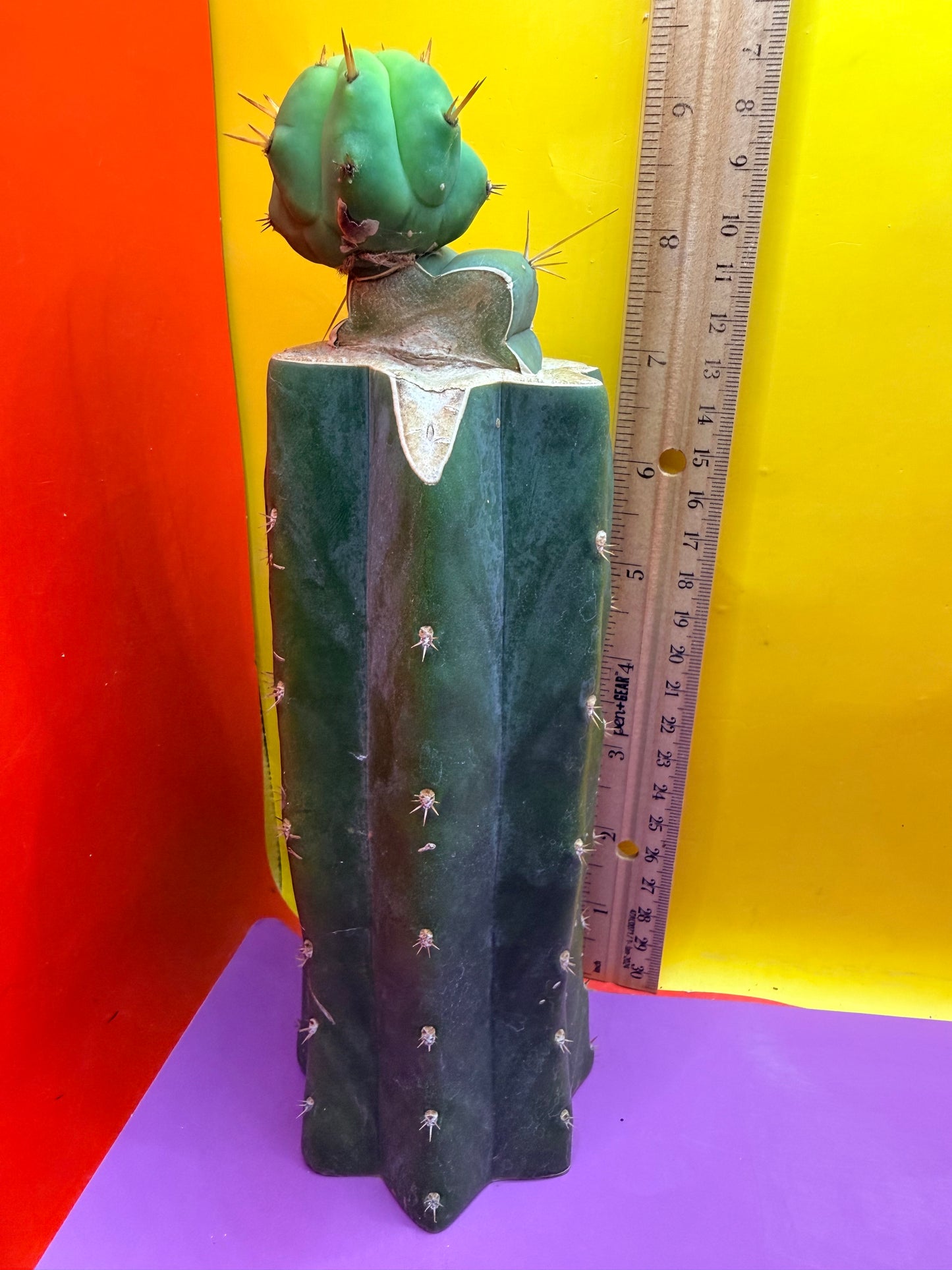 Cactus Kate Bridgesii