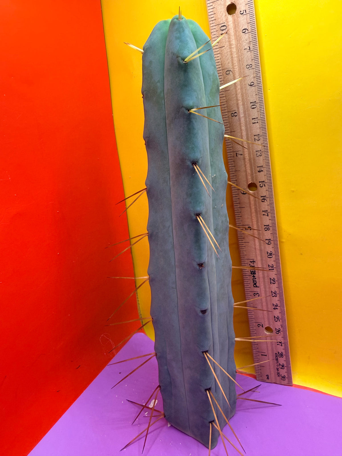 Jiimz Twin spine 4 wind - this exact one pictured