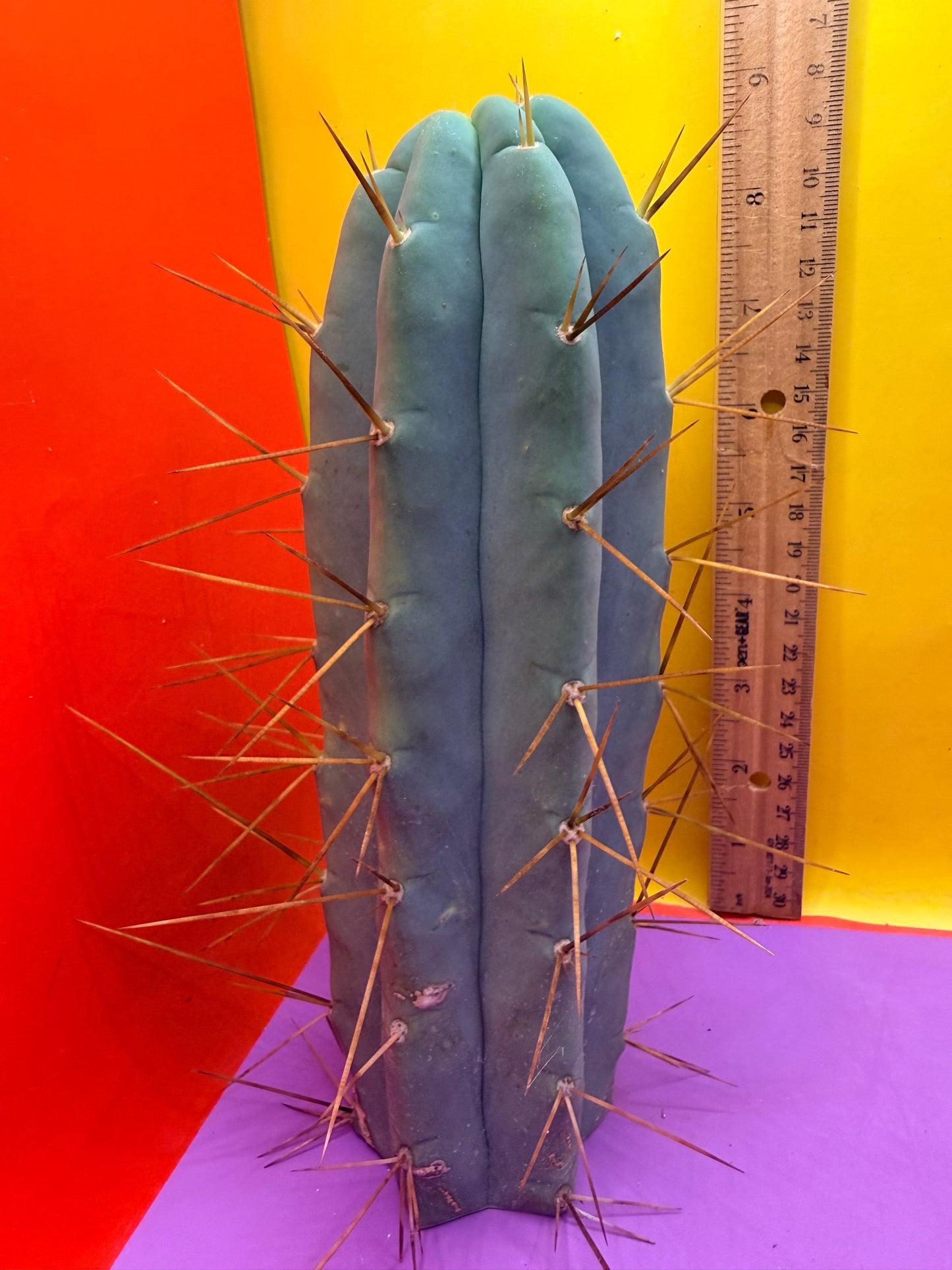Revert Longform TBM PENISCACTUS !!!