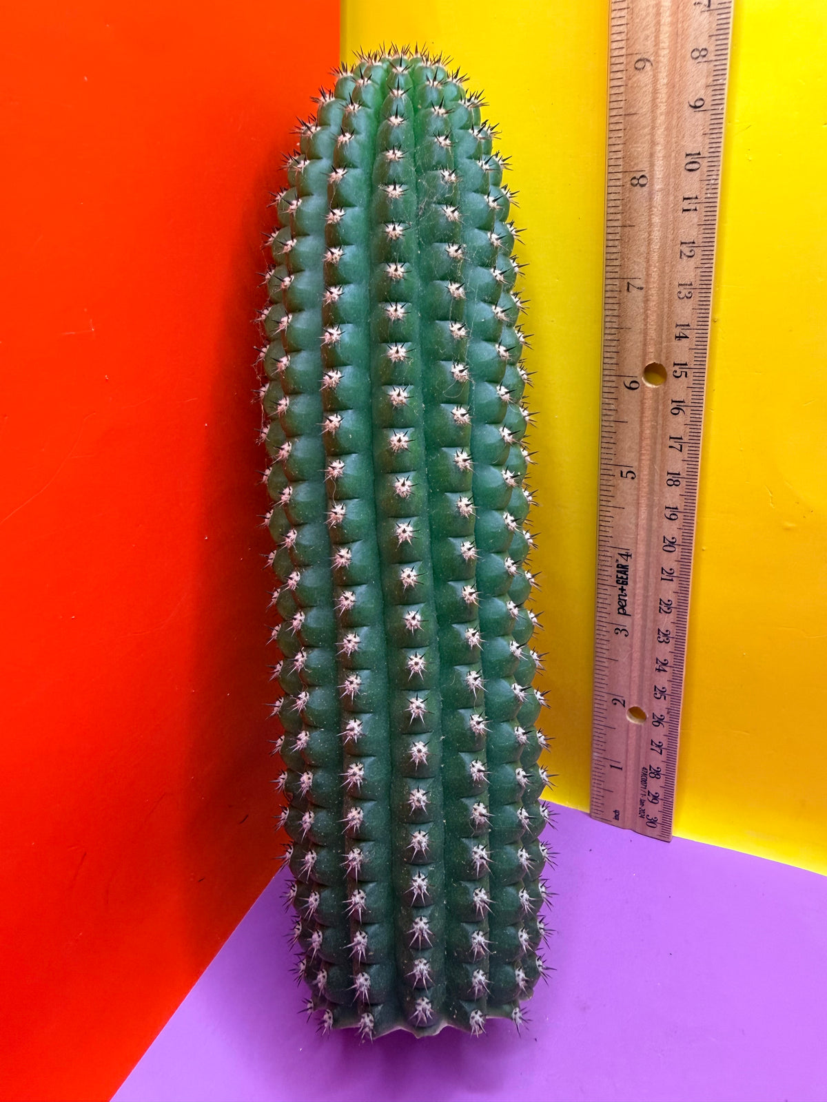Trichocereus Brevispinulosus