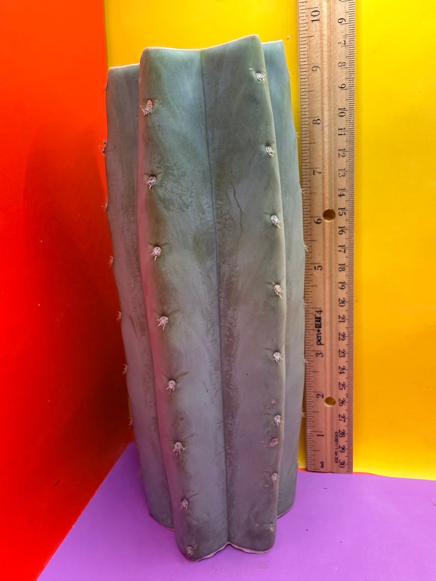 Blue Juules Giant !