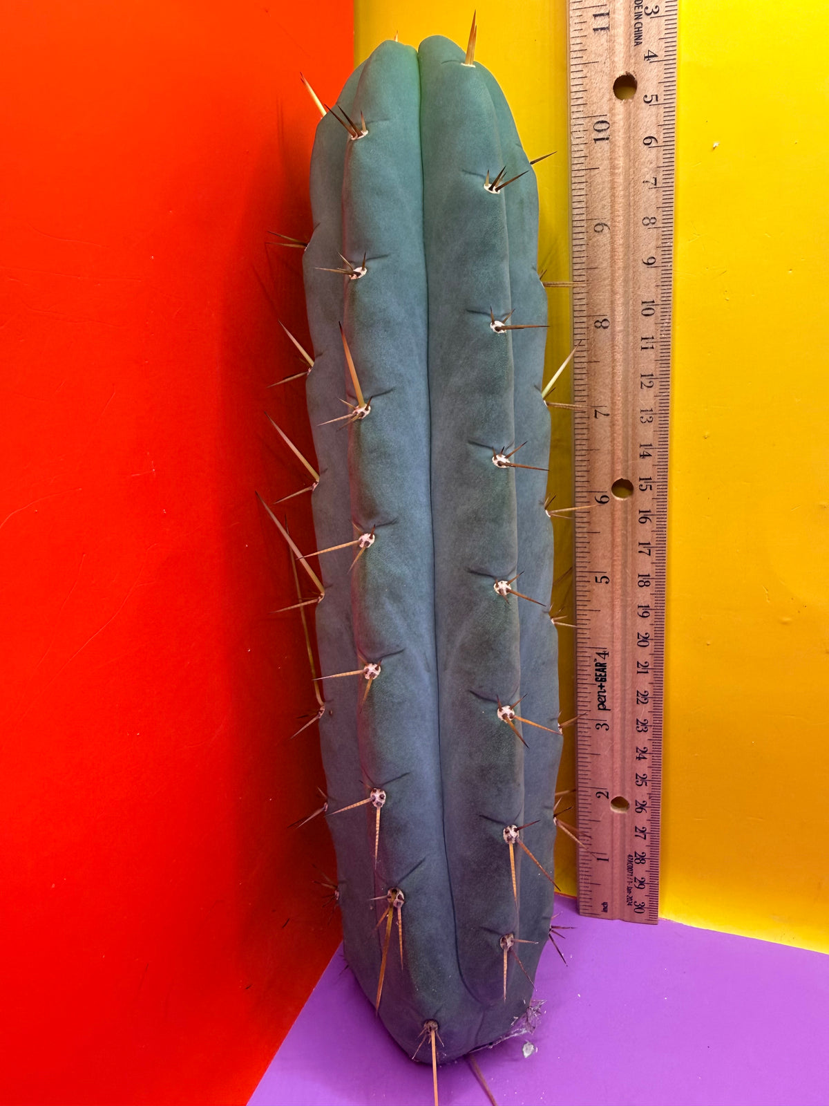 Yowie x Wowie cactus cutting