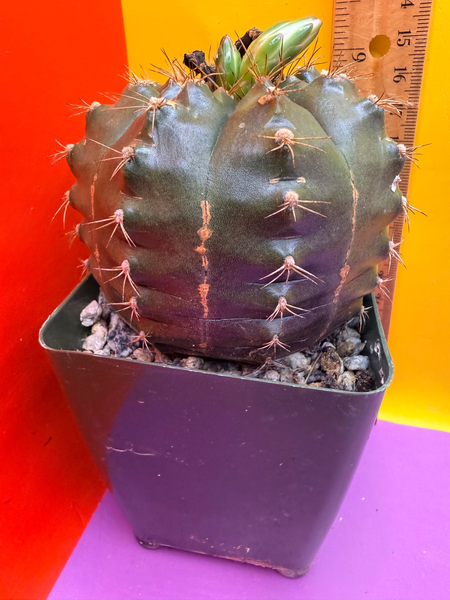 Gymnocalycium