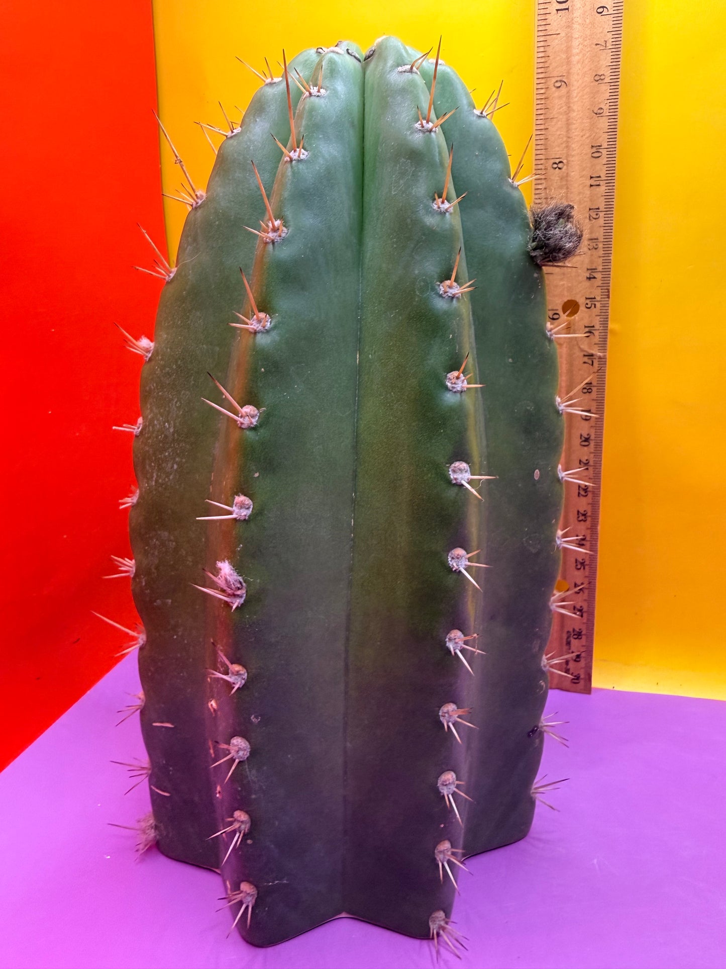 CACTO HEBRIDO with Flower Buds over 4.5” THIC !