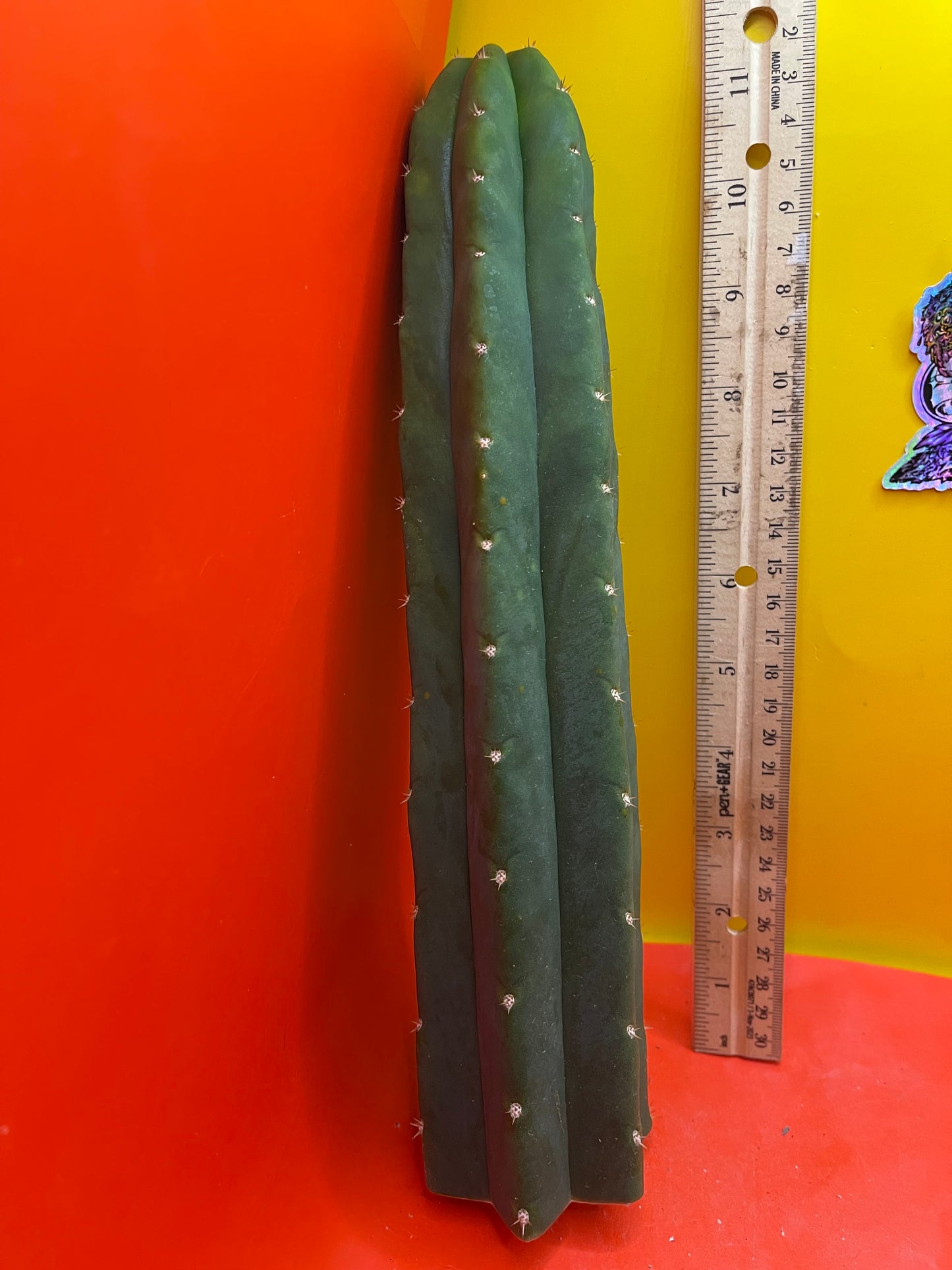 San Pedro Cactus 🌵