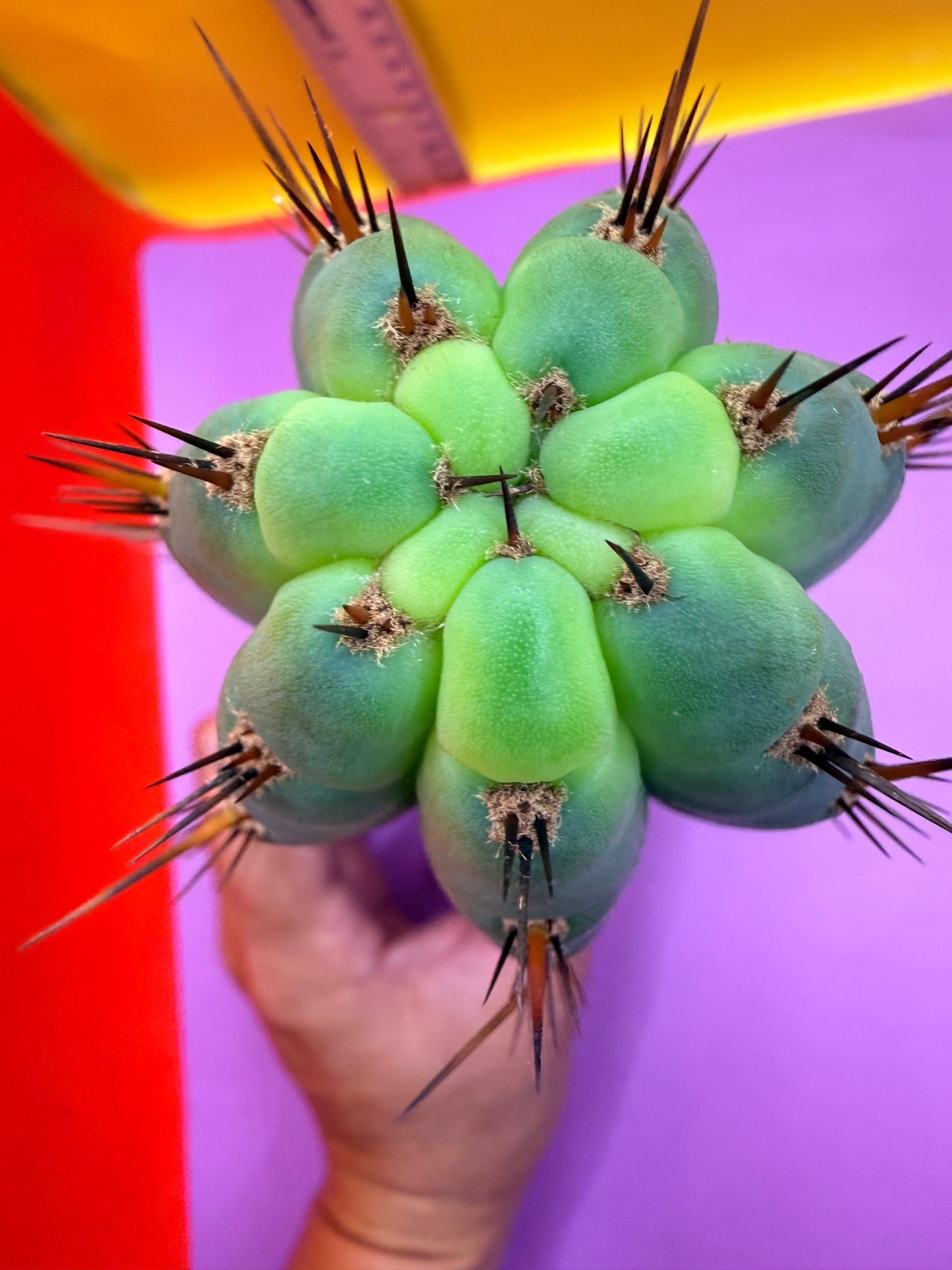 “RC’s T.P. 🧻”  trichocereus peruvianus !!