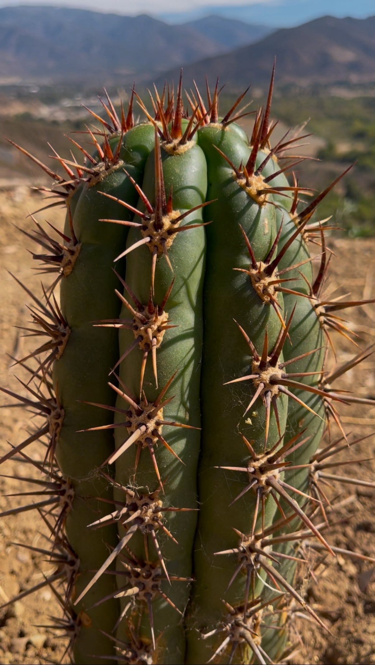 FREE TRICHOCEREUS TACAQUIRENSIS SEEDS !