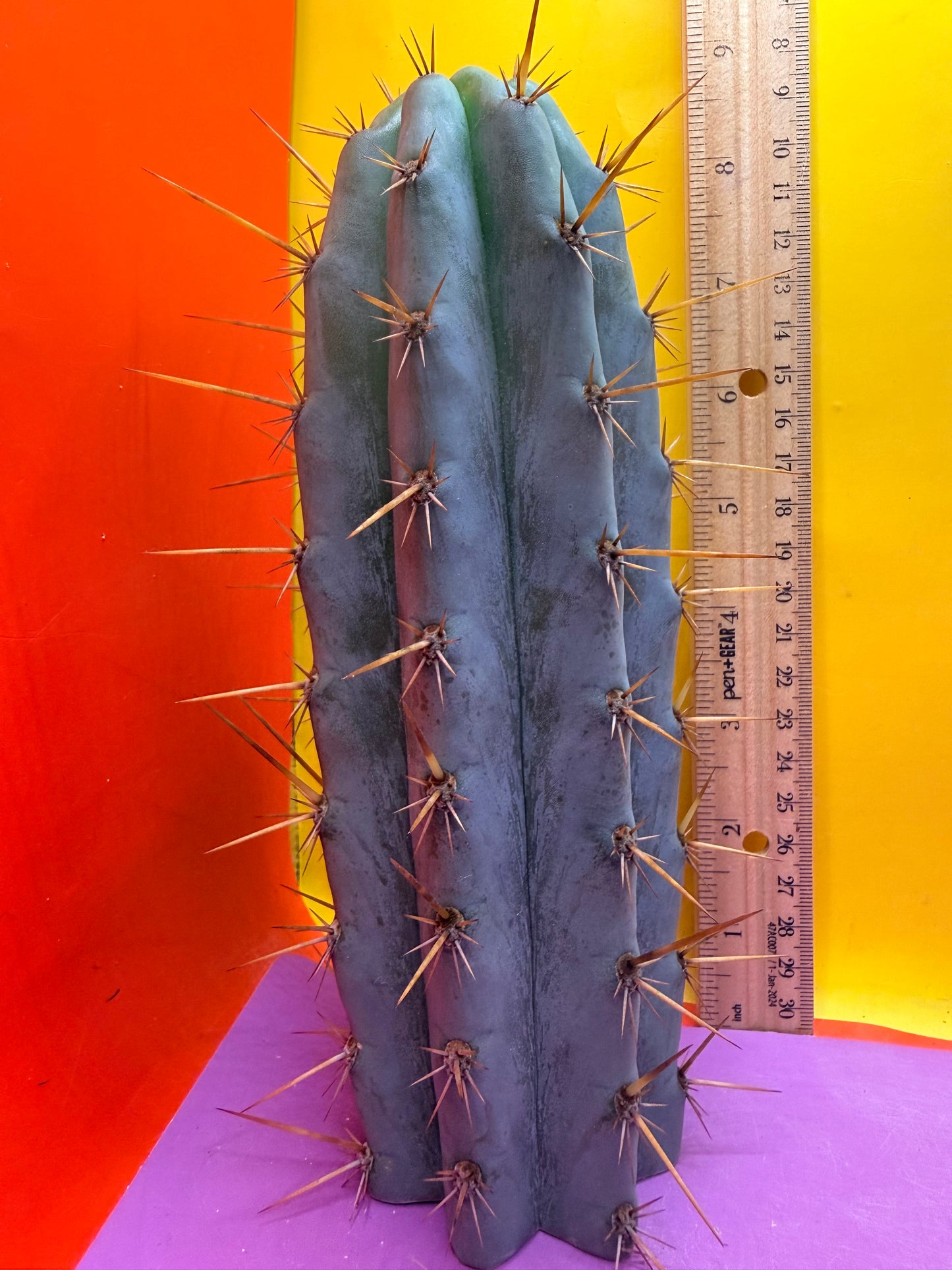 Powdery Blue Trichocereus Peruvianus !!