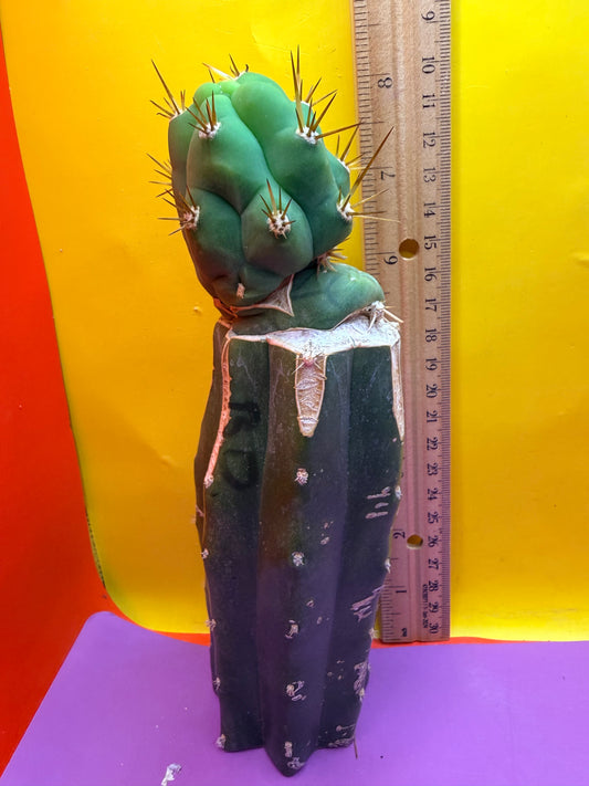 Grafted Bruce’s Dragon