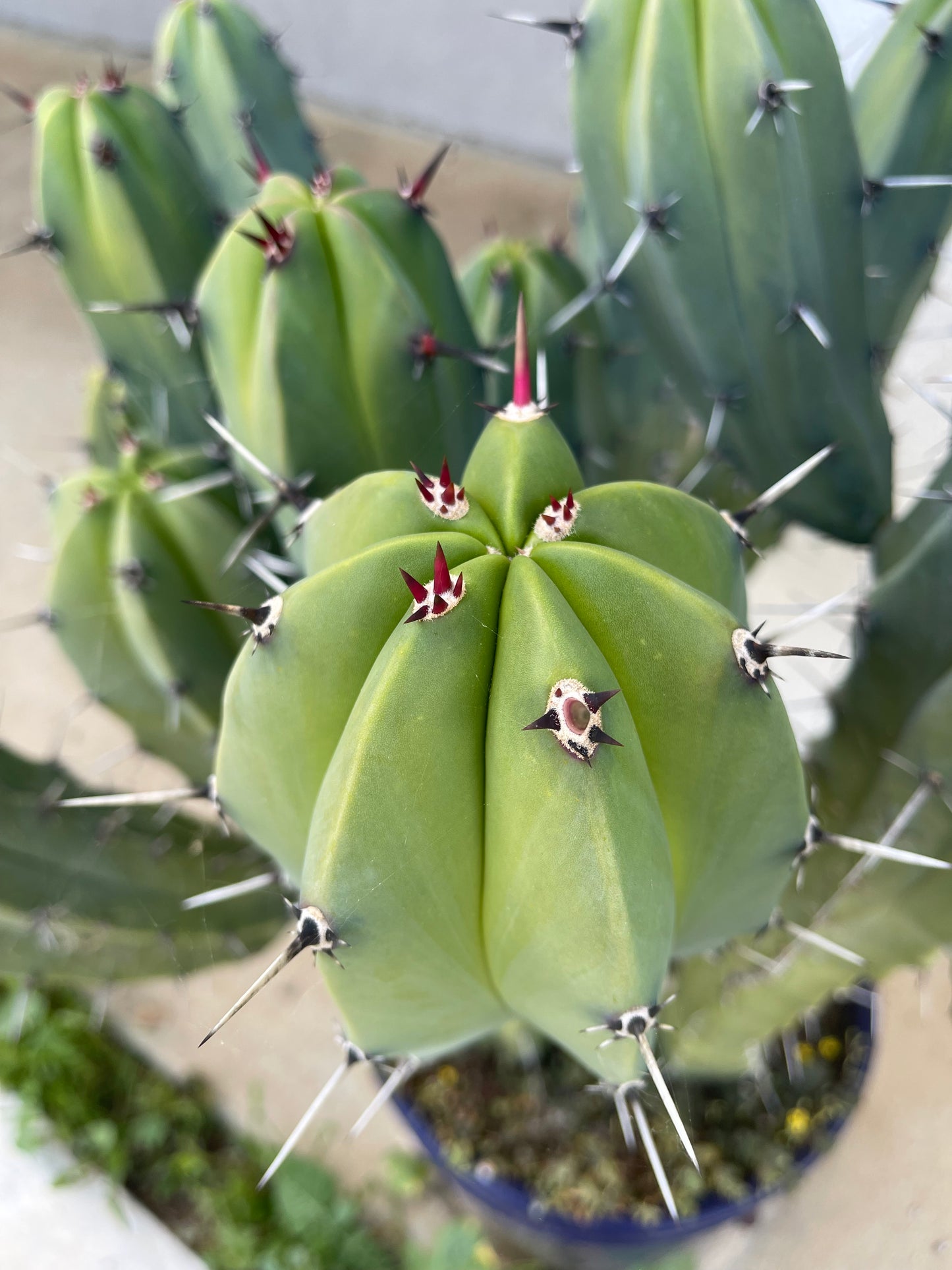 50 Myrtillocactus seeds