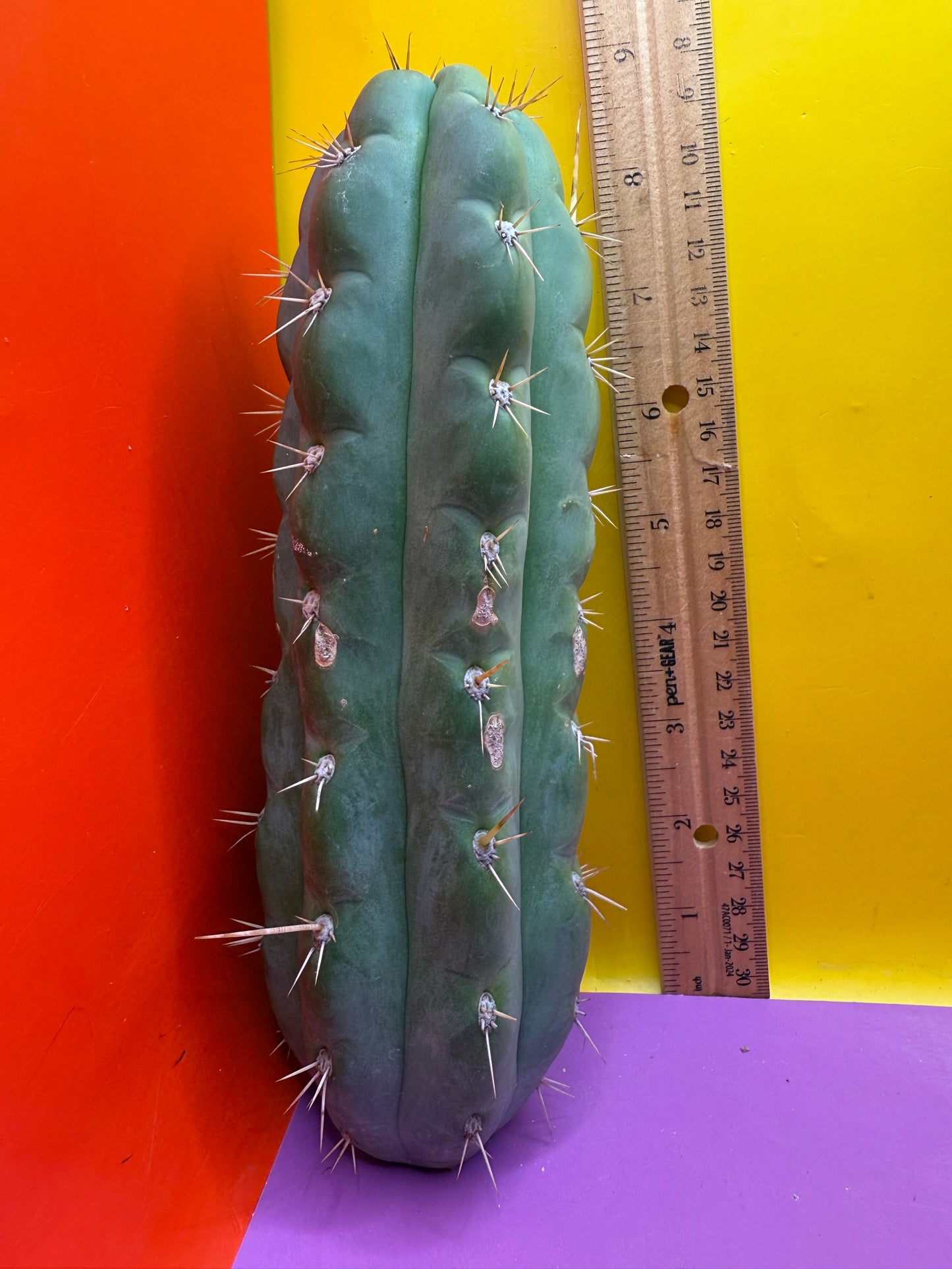 SSO3 Trichocereus knuthianus