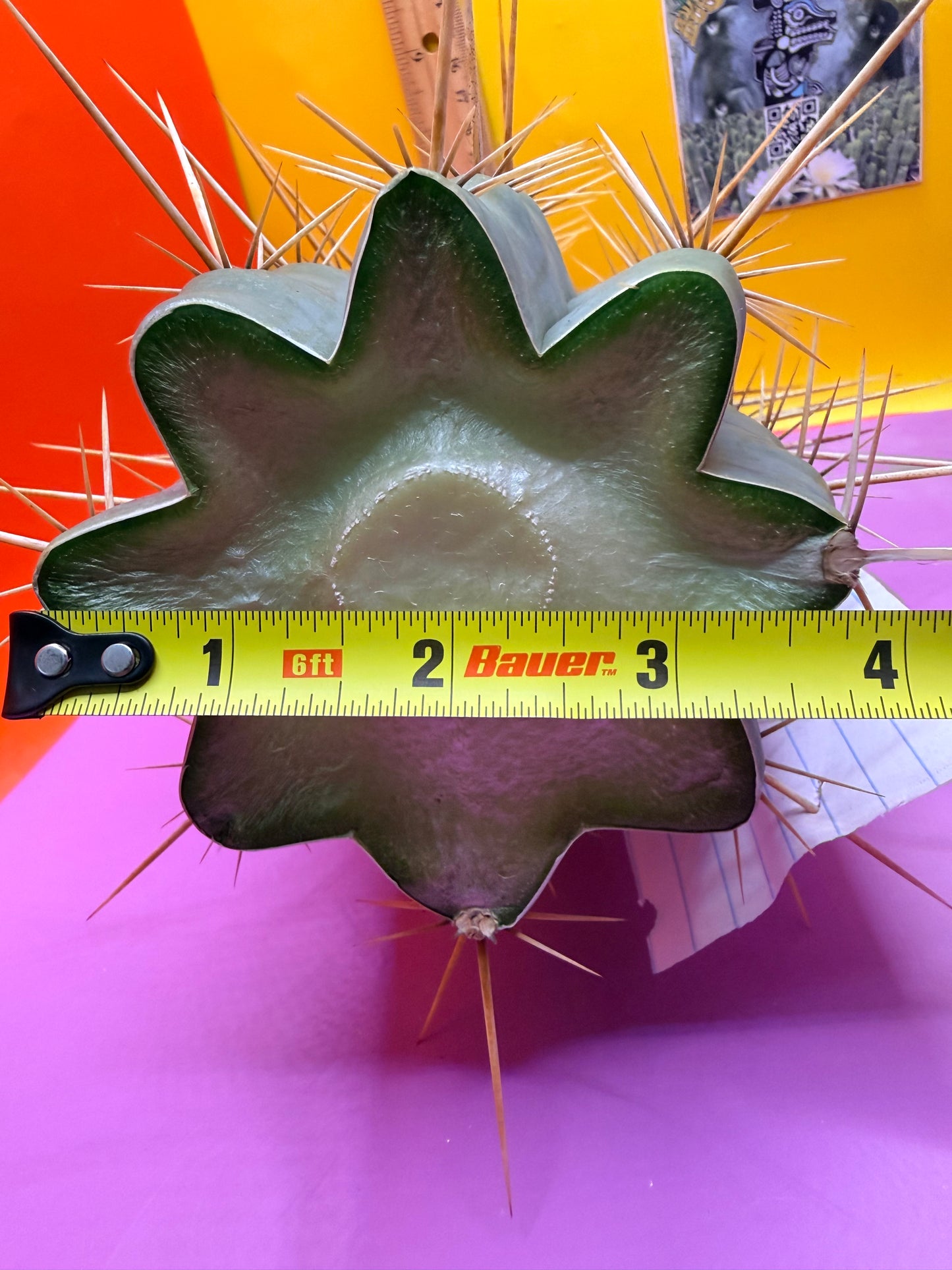 HUGE “SWAMP THING” 3.5”inches thick trichocereus Cultivar !! Super thick