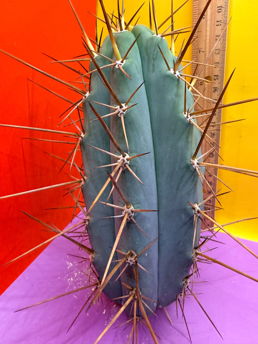 San Pedro Cactus  NOID