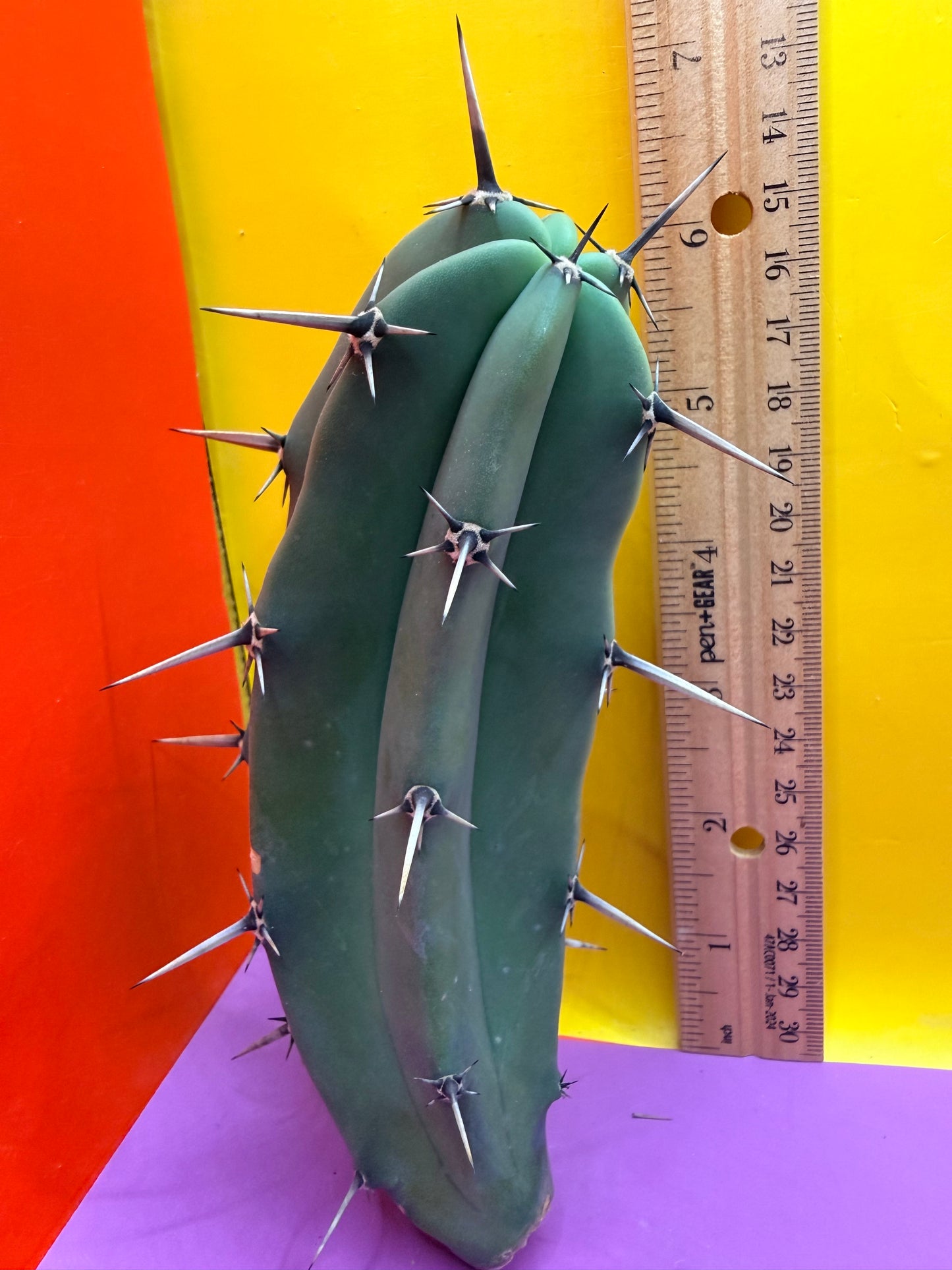 Myrtillocactus geometrizans