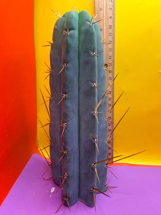 PALA  🌶️🌶️! This exact cactus cutting of trichocereus