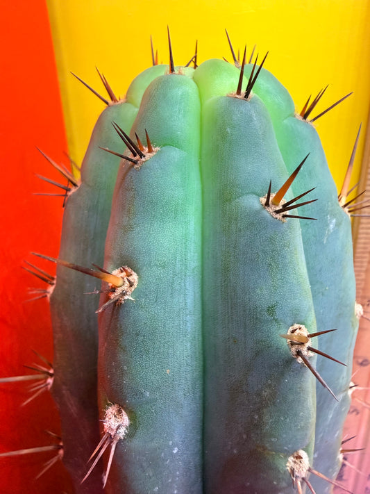 “RC’s T.P. 🧻”  trichocereus peruvianus !!