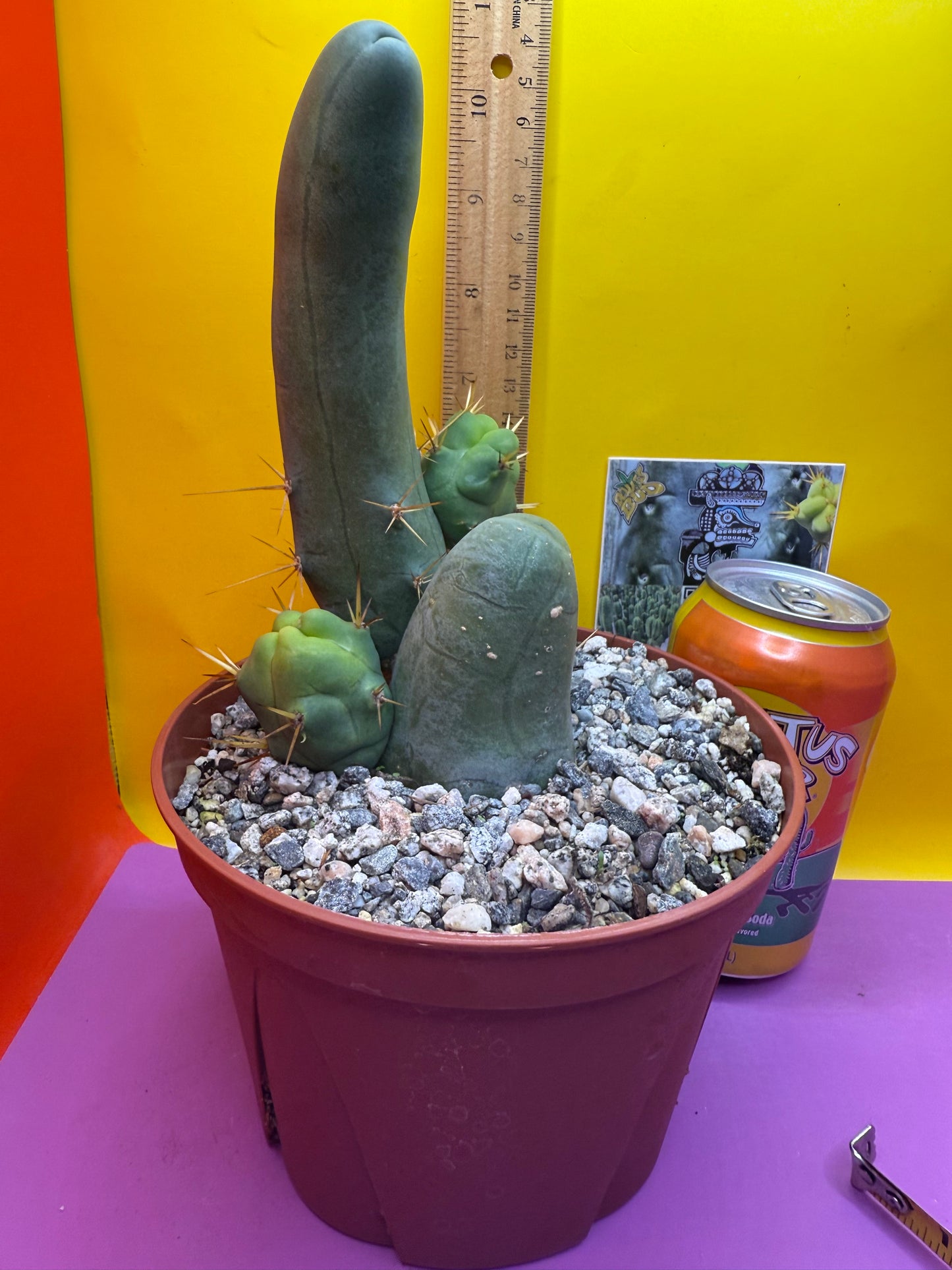 San Pedro Cactus TBM - comes in 6” wide pot !