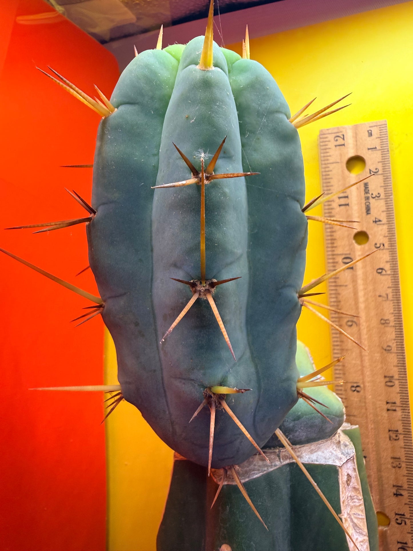 Grafted El Serpieñté