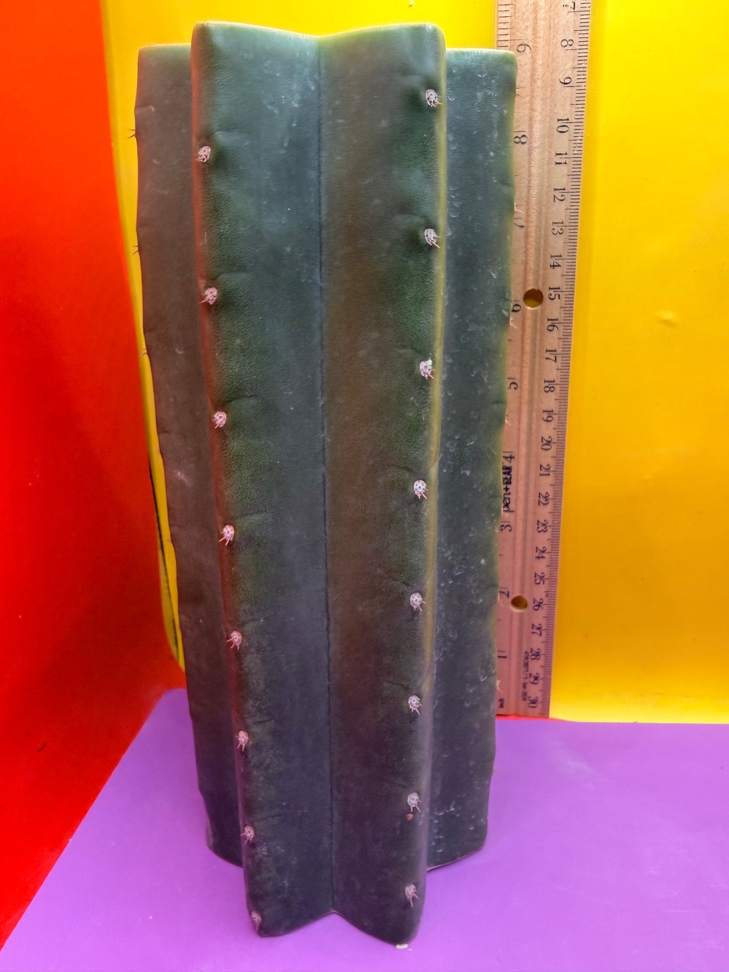 Mature Cahuilla cactus Mid section cutting