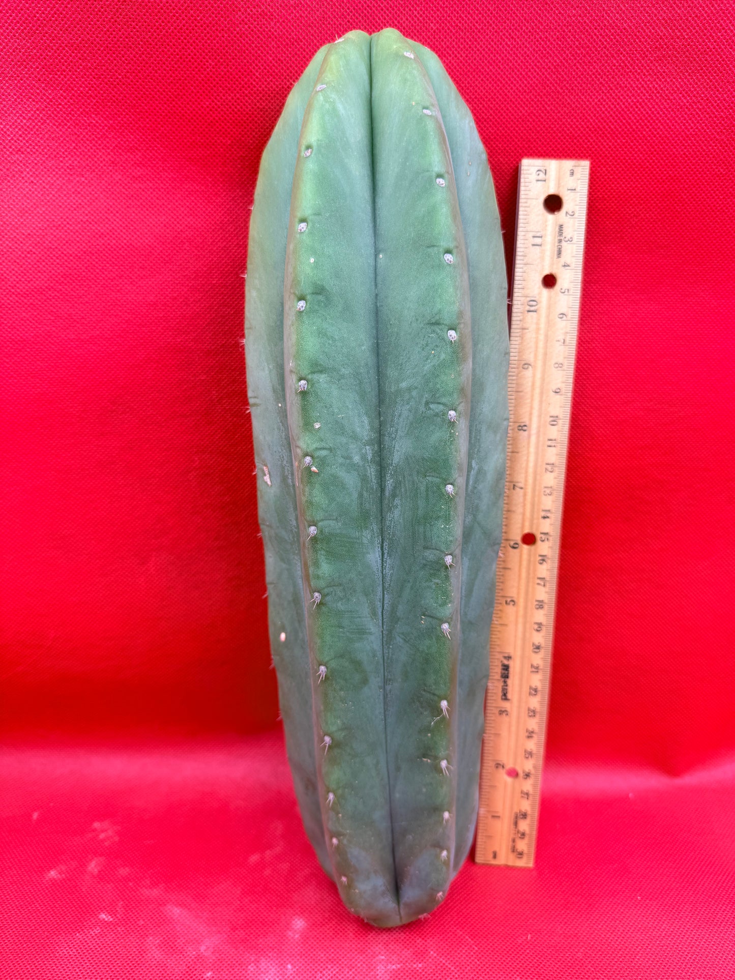 Cahuilla 4” thick !