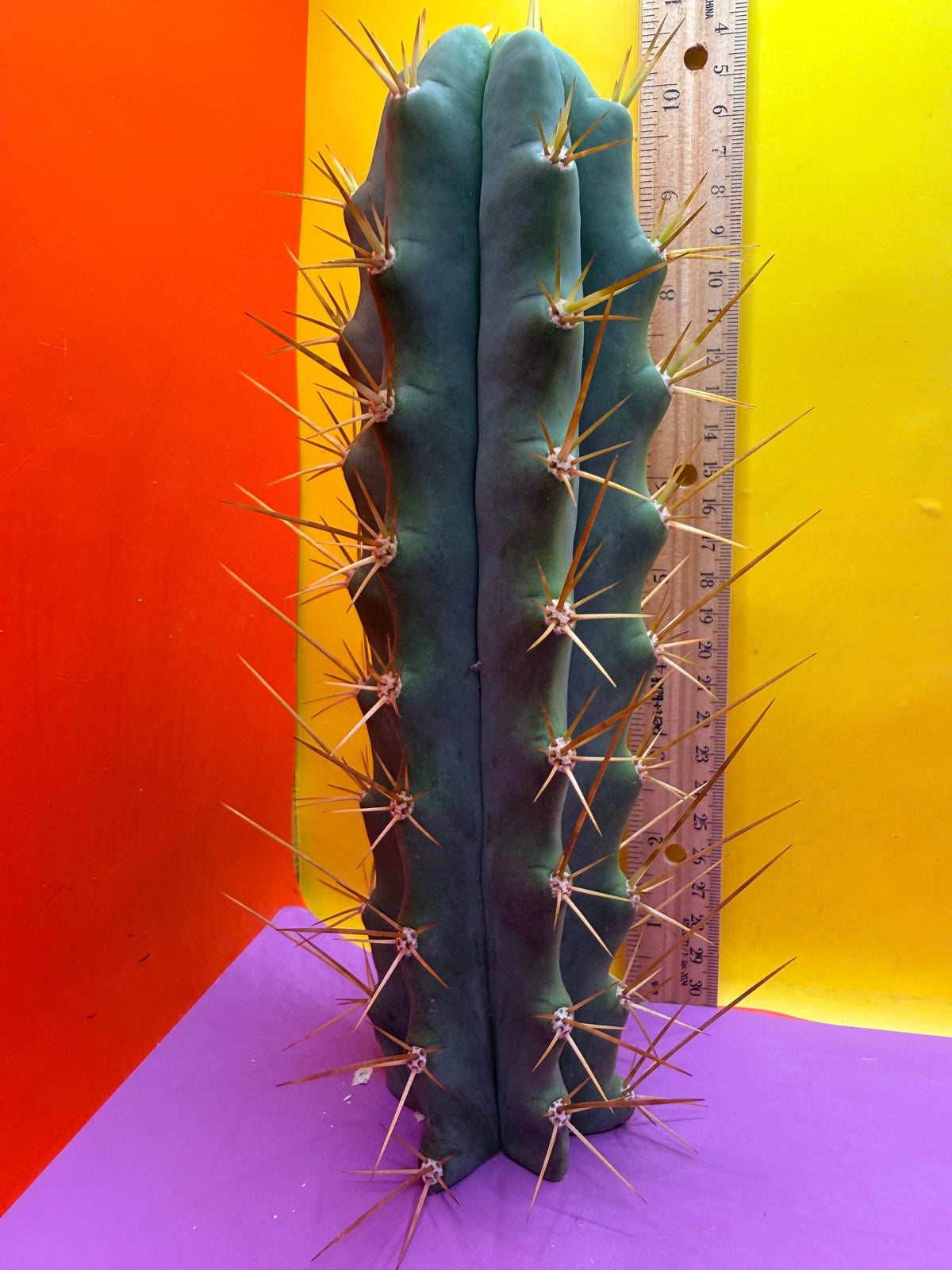 Reverted PENiSCACTUS !!! Longform tbmA